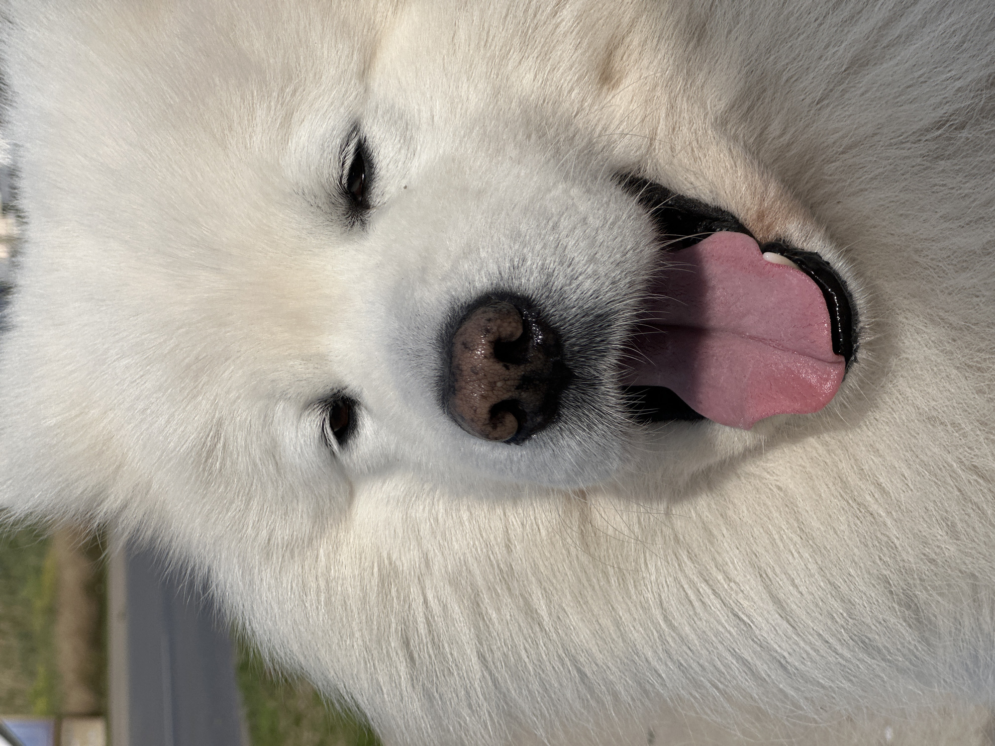 A close-up, front-facing image depicts the head of a white, long-haired Samoyed dog in Šušanj, Montenegro. The dog's dense, off-white fur dominates the frame. Its dark, almond-shaped eyes are partially visible, with the left eye slightly more open than the right. A wet, dark brown nose is prominent in the center, above an open mouth revealing a pink tongue extended downwards and slightly left. Black oral mucosa is visible around the tongue, and a single white tooth can be seen on the lower right side of the mouth. The dog's expression suggests panting or a "smile." The background is out of focus, showing blurry grey pavement or road on the upper left, transitioning into indistinct green foliage further up and to the left. The scene is brightly lit.