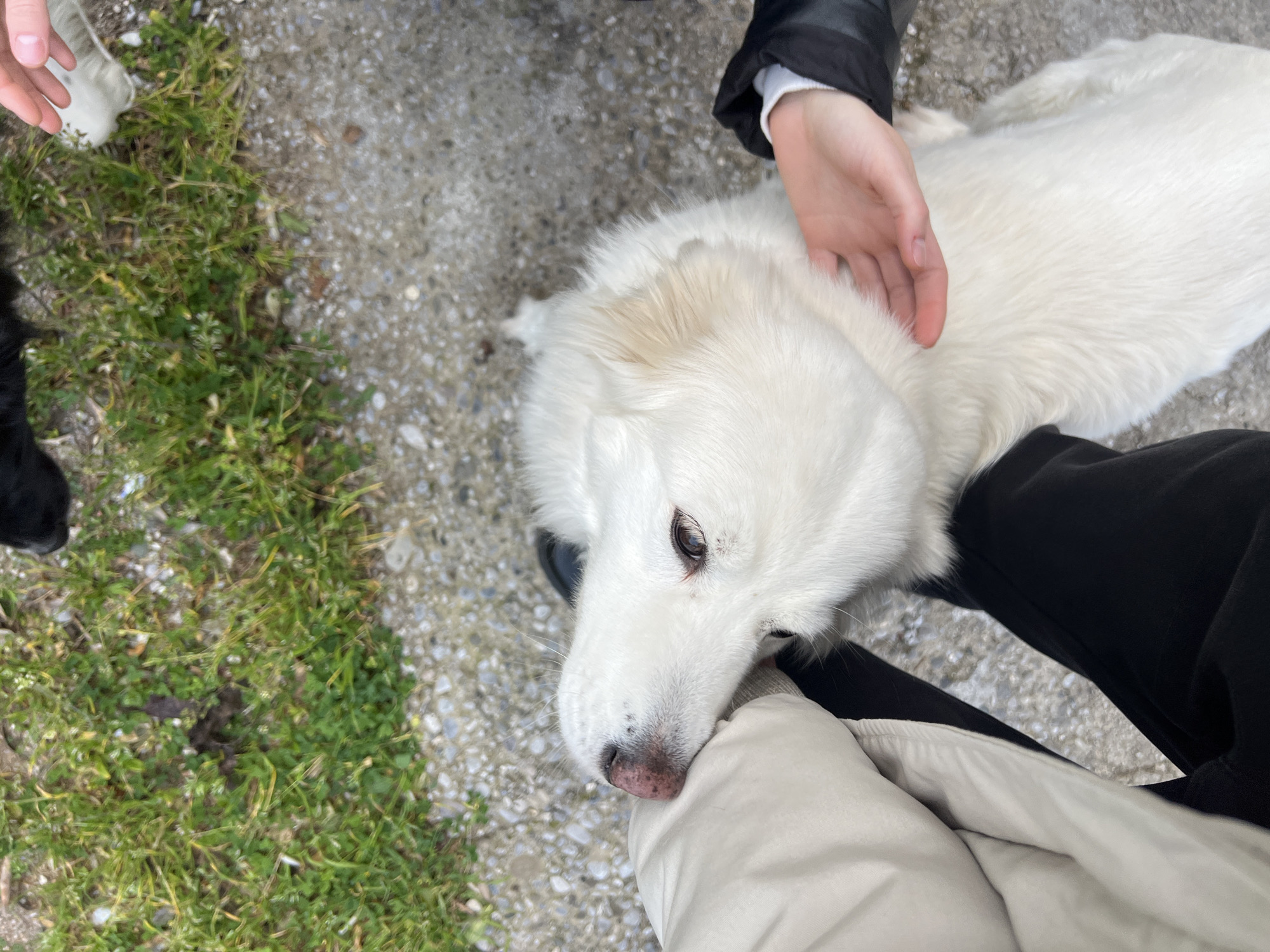This image, taken in Rafailovići, Montenegro, depicts a high-angle view of a large white dog interacting with two individuals in an outdoor setting. The dog, likely a Great Pyrenees or similar breed due to its white, thick fur, occupies the central and lower portions of the frame. Its head is turned to the viewer's left, with its pink muzzle gently pressed against a light-beige puffy garment, possibly a sleeve of a jacket worn by one person. Its brown right eye is visible. A fair-skinned human hand, wearing a black jacket sleeve over a white long-sleeved garment, is visible on the right, gently stroking the dog's back and neck area. The dog appears to be nuzzling or resting its head on the beige garment while being petted. In the upper part of the frame, near the top edge, a portion of a black animal, likely another dog, is visible. The ground consists of a mixture of light-colored gravel and patches of green grass and weeds, with the grassy areas primarily in the upper left.