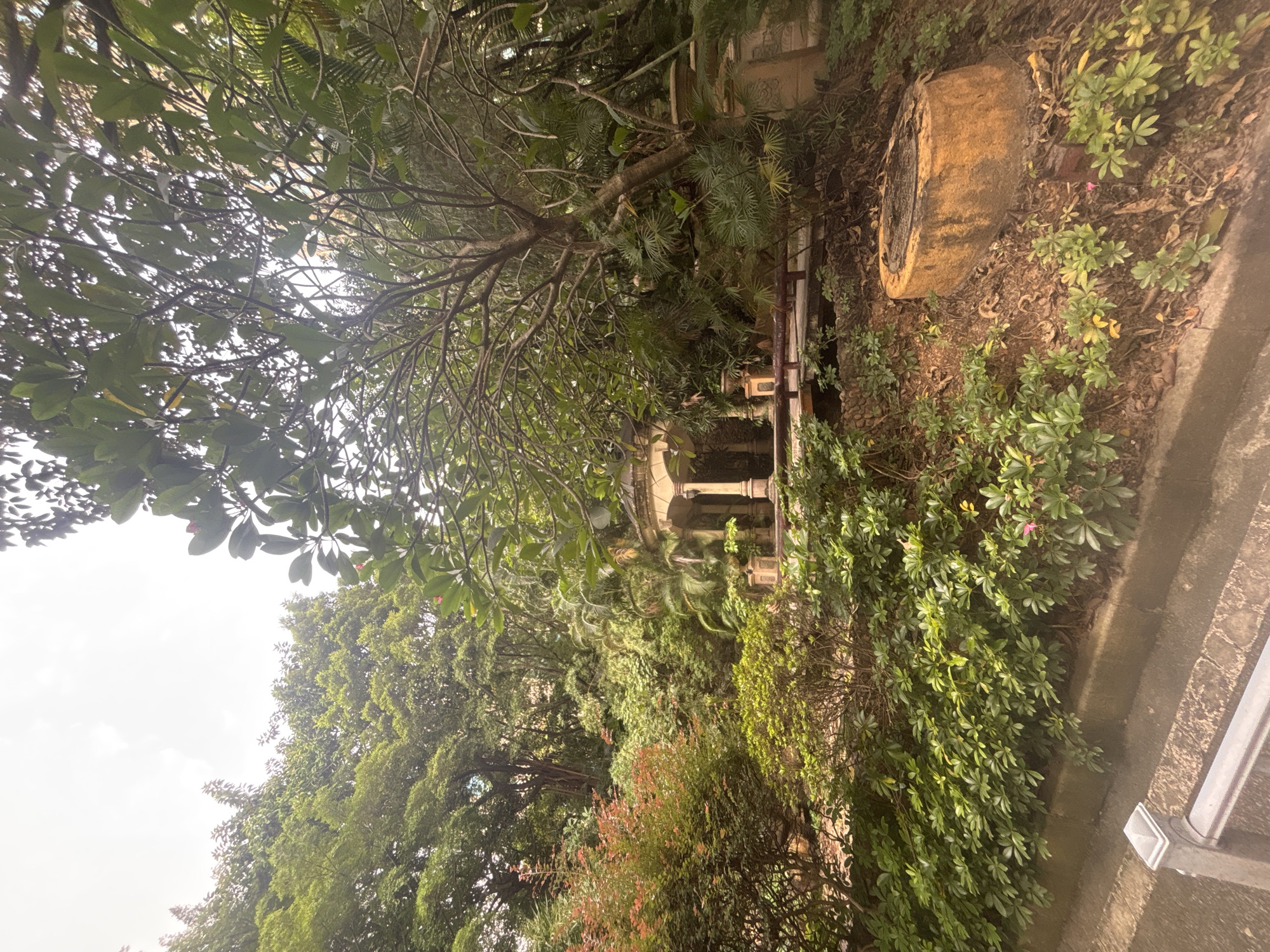 This image depicts a lush, verdant garden scene, likely in the Nanhai District of China, characterized by abundant greenery and architectural elements. In the foreground, a concrete curb runs along the bottom edge, with a metal railing positioned just above it. To the right, a prominent tree stump, weathered and orange-toned, sits on a sloping bed of dry leaves and smaller green plants.
The midground is dominated by dense foliage. A variety of bushes and smaller trees with vibrant green leaves fill the space. To the right of the midground, a classical-style pavilion with arched openings and ornamental pillars is visible, hinting at a man-made structure within the natural setting. A wooden bridge-like structure extends from the pavilion, supported by railings.
The background reveals a densely wooded area with tall trees and various types of vegetation, creating a sense of depth and immersion in nature. Sunlight filters through the leaves, suggesting it is daytime. The overall impression is one of a well-maintained, naturalistic garden, possibly a park or a private estate, with a touch of classical design. There are no people visible in the image.