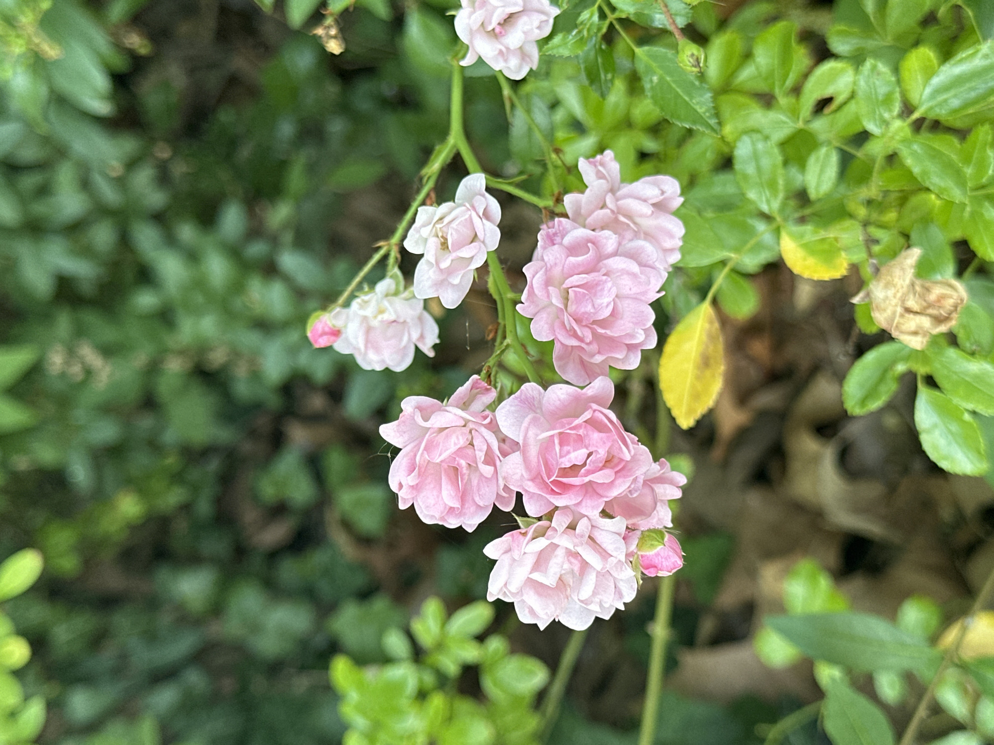 The image shows a cluster of small, pale pink roses in bloom, with a few lighter pink and white blossoms also visible on the same branch. The roses are surrounded by lush green foliage, with some fallen brown leaves on the ground beneath. The scene appears to be in an outdoor setting, possibly a garden. There are no people or animals visible in the image. The image does not provide any specific information about its location within the city of Krefeld, Germany.