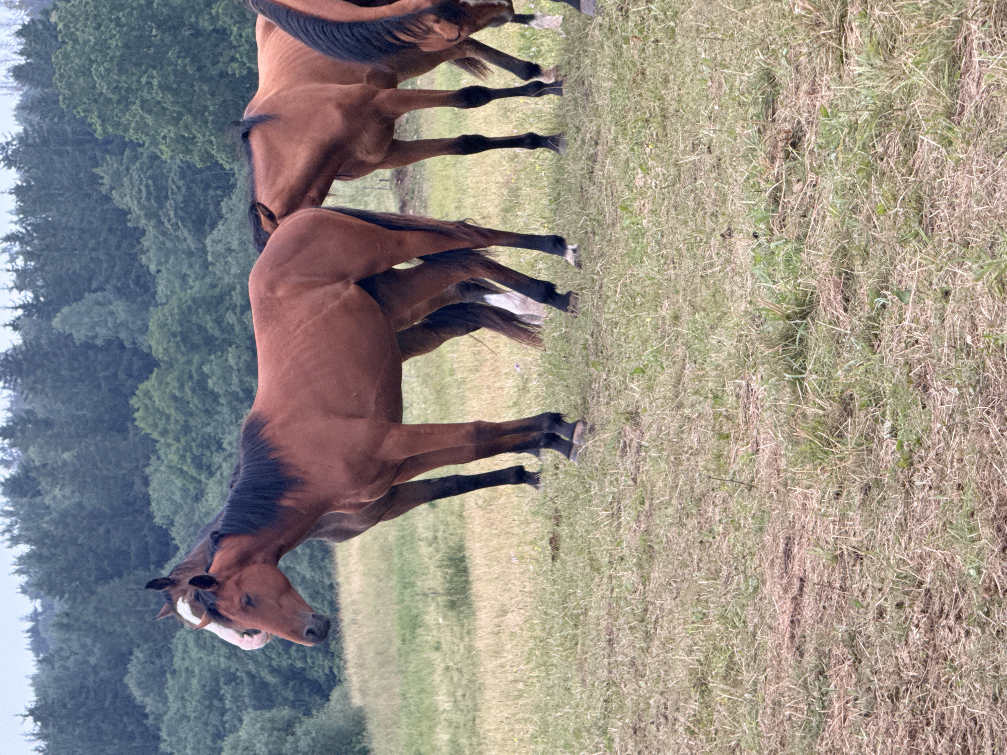 In Galinė, Lithuania, a herd of brown horses stands in a grassy field. The horses are of various sizes and appear to be relaxed. In the background, a dense forest with tall trees can be seen, suggesting a rural or natural setting. The sky is overcast, indicating a cloudy day. The ground is covered in dry grass, with some patches of green grass interspersed. The horses are standing still, grazing or resting. One horse in the foreground is facing the camera, while others are positioned behind it.