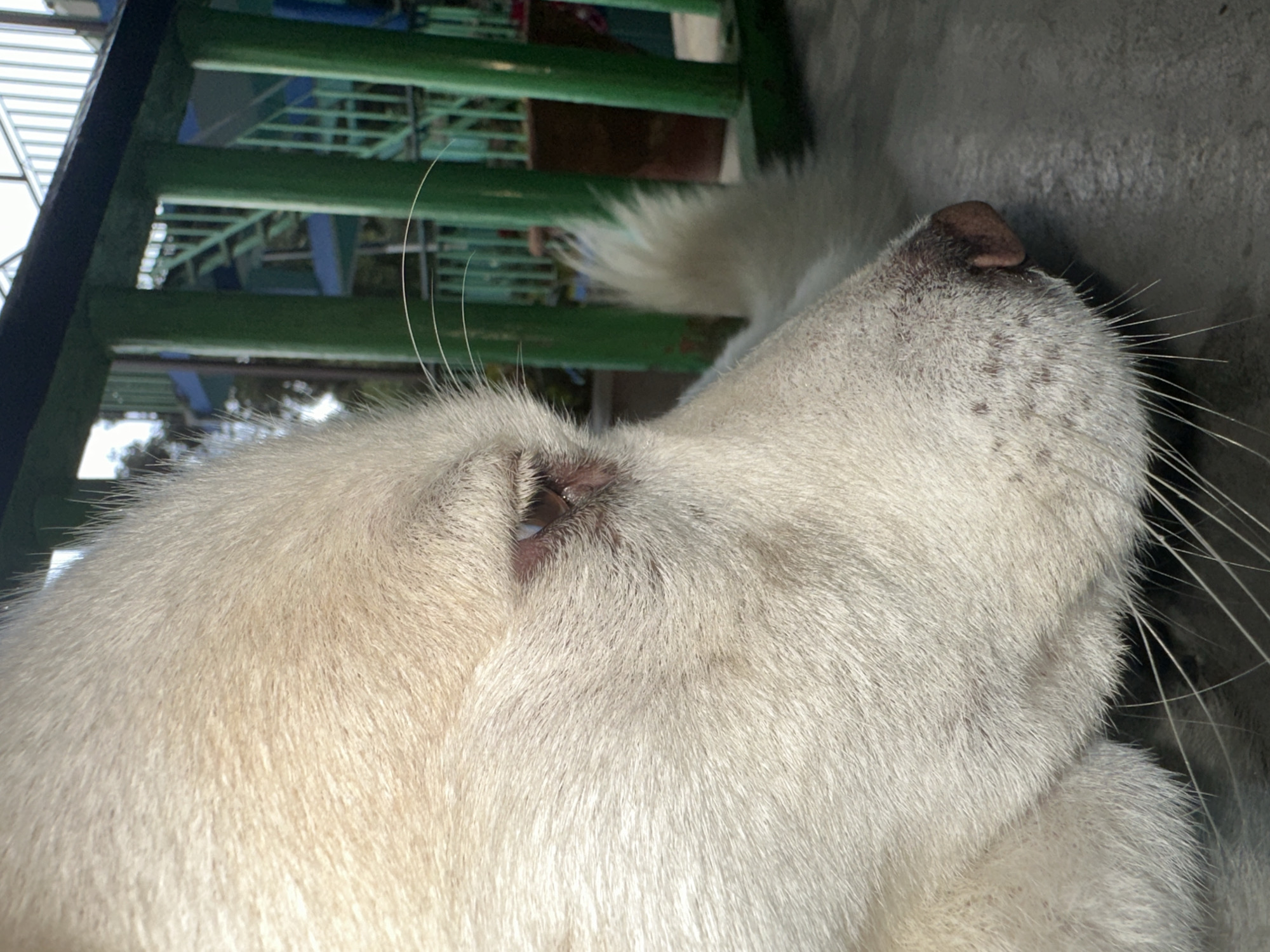 A close-up, side-profile shot shows the head and partial body of a light-colored dog, possibly a husky mix, resting outdoors. The dog's fur is thick and appears light beige or white, with darker speckles visible on its muzzle. Its eye is partially visible, appearing dark brown. Long, white whiskers extend from its muzzle. In the background, a green metal fence with vertical posts and horizontal beams is out of focus. Beyond the fence, a blue structure with stairs is visible, suggesting it might be part of a playground or an elevated walkway. The ground beneath the dog is a flat, gray surface, possibly concrete. The scene is outdoors, with natural light suggesting daytime. The location is not identifiable beyond an outdoor setting with man-made structures.