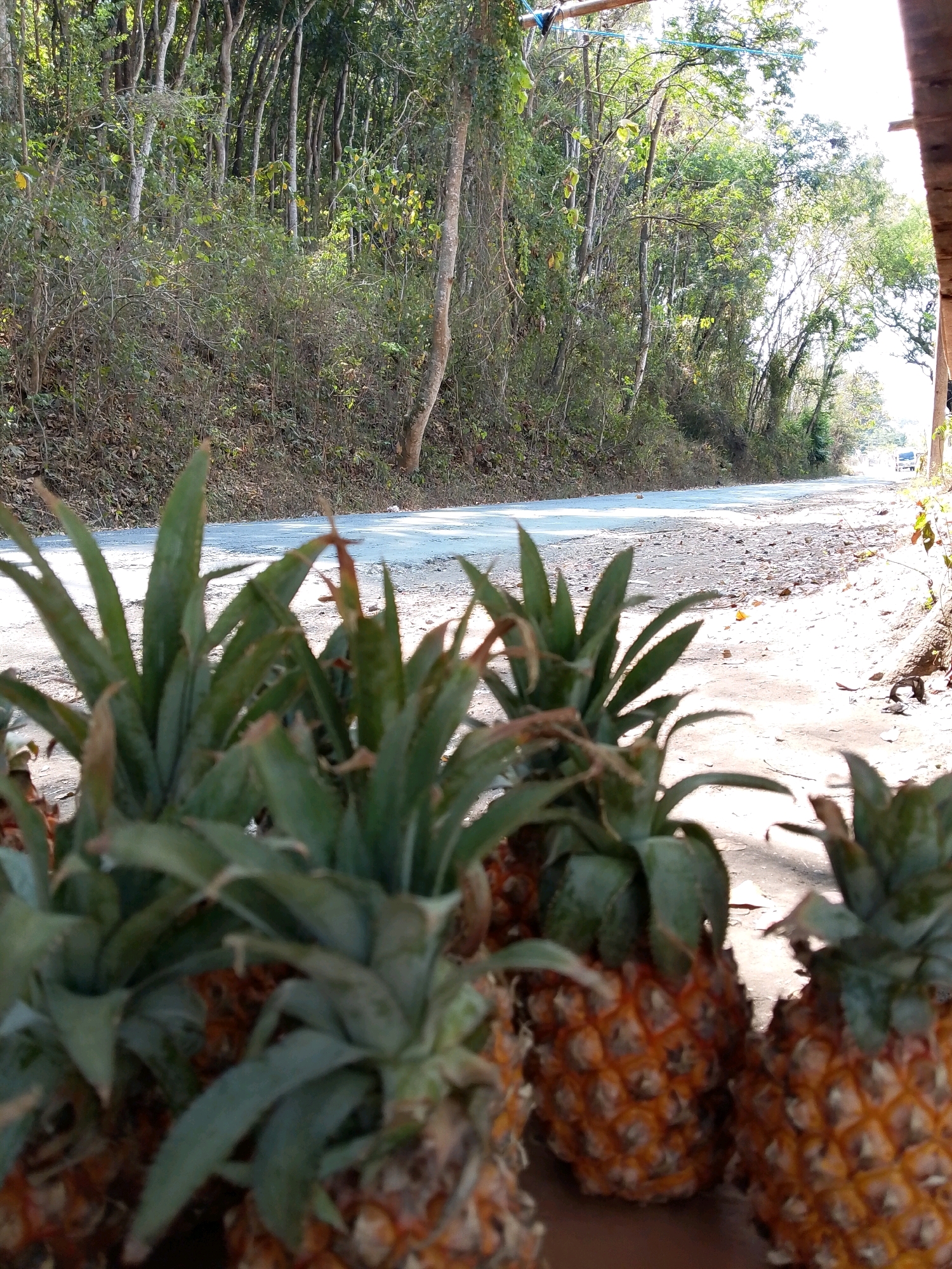 In the foreground, several ripe pineapples are displayed on a surface, their spiky green leaves and textured orange skins clearly visible. The pineapples are arranged in a cluster, with some in focus and others slightly blurred. Beyond the pineapples, a dirt and gravel road stretches into the distance, bordered by lush green trees and vegetation. The road appears to be unpaved and has some debris scattered along its surface. In the background, the dense foliage of a forest covers the landscape, with sunlight filtering through the trees. The sky is bright and appears to be a clear day. The overall scene suggests a rural or semi-rural setting, possibly a roadside market or a location where fresh produce is sold.