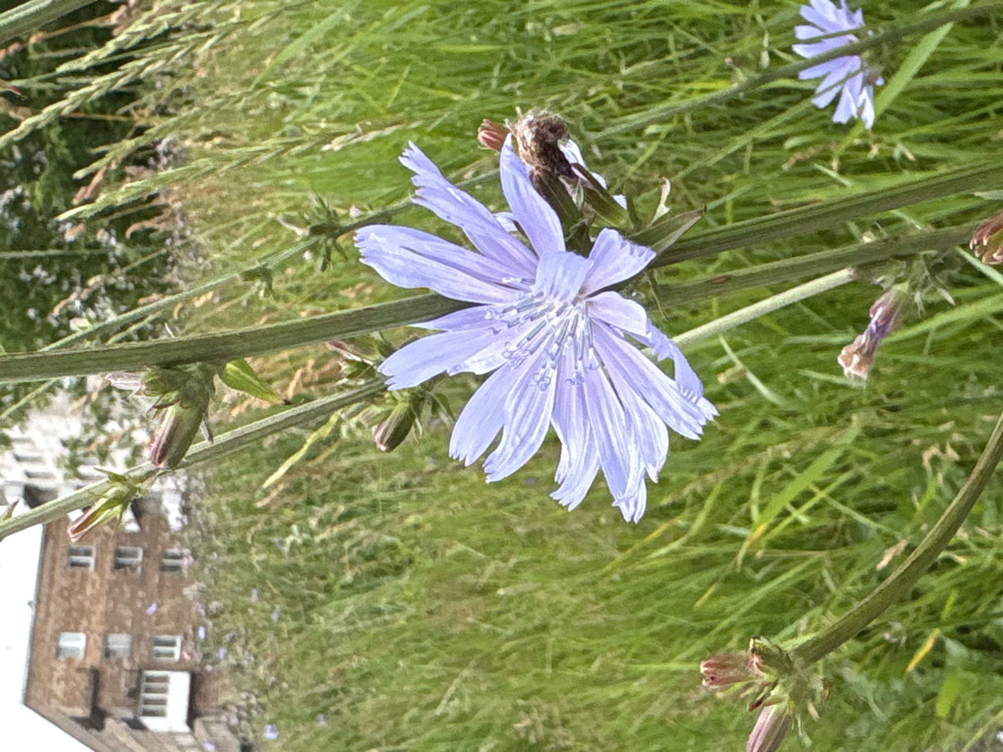 A close-up, eye-level shot focuses on a cluster of pale purple chicory flowers and buds amidst tall green grass. The main flower, fully open and prominently featured in the center-right, displays delicate, elongated petals. To its left, a closed bud shows hints of purple. Further down the stem, another bud, partially open, reveals its reddish-brown hue. In the background, a brown brick apartment building with multiple windows and a white balcony stands out against the blurred greenery. The scene appears to be a patch of wild vegetation near an urban residential area, possibly in Saint Petersburg, Russia, given the architectural style of the building. The lighting is overcast, creating a soft, diffused illumination across the scene. No people or animals are visible.