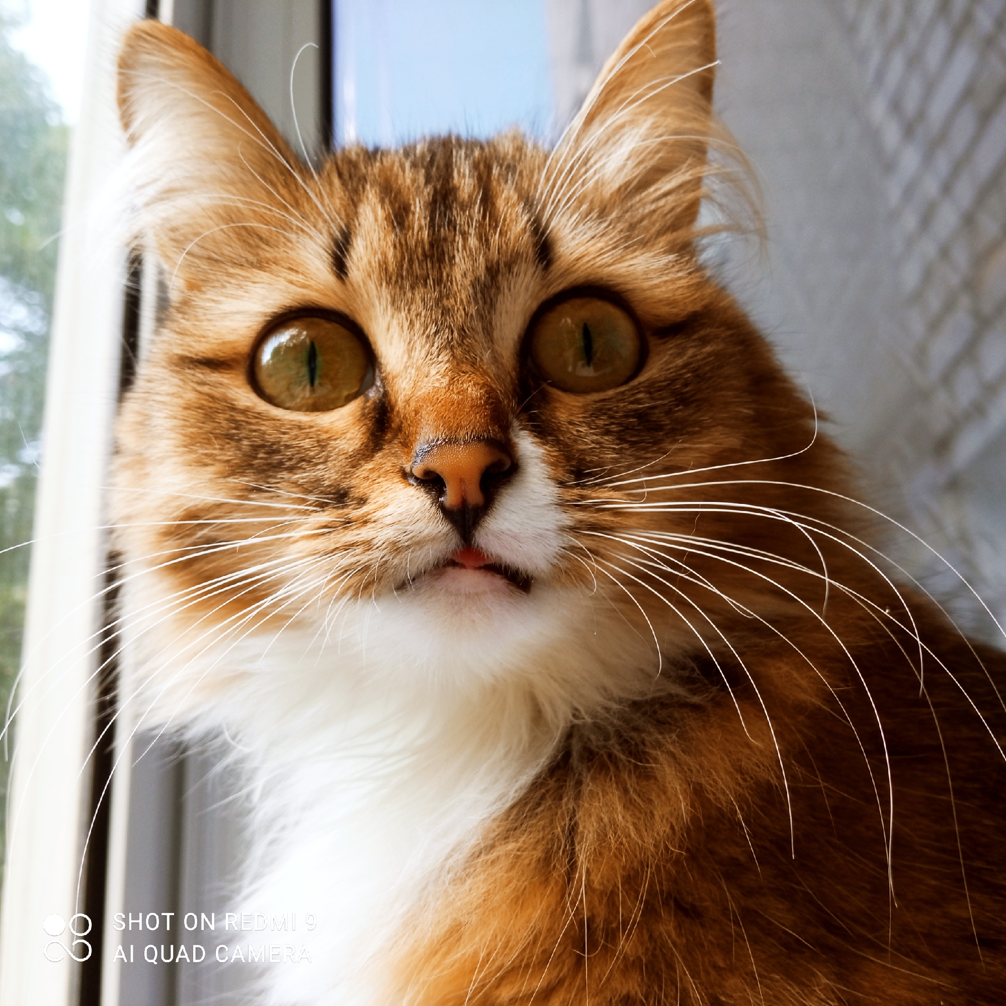 This is a close-up, eye-level photograph of a fluffy, long-haired cat's face. The cat is mostly orange and brown tabby with white markings on its chest and muzzle. Its eyes are large, round, and a striking green-gold color, reflecting the light. The cat's ears are perked up, and its white whiskers are prominent and fanned out. A tiny pink tongue is visible, peeking out from between its lips, giving it a slightly mischievous or curious expression. The background is out of focus, showing hints of a window frame, light-colored blinds, and a blurry green outdoor scene, suggesting the cat is sitting by a window. The lighting is bright, indicating daytime. At the bottom left corner, white text reads "SHOT ON REDMI 9" and "AI QUAD CAMERA," indicating the device used to take the photo.