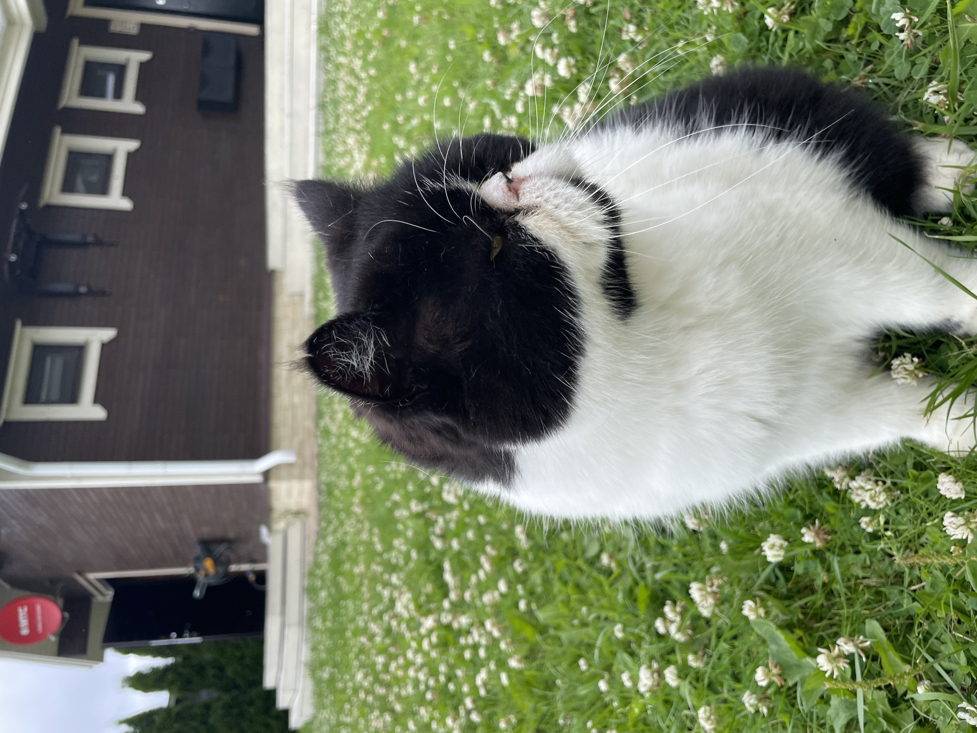 In Solov'evka, Russia, a black and white cat sits on a grassy lawn dotted with white clover flowers. The cat, facing right, has its eyes partially closed. Behind the cat, a dark brown house with white-trimmed windows and a white gutter system is visible. To the left of the house, a red satellite dish with white lettering is mounted. A white staircase leads up to a dark doorway. Cypress trees are visible behind the house on the left. The sky appears overcast.
