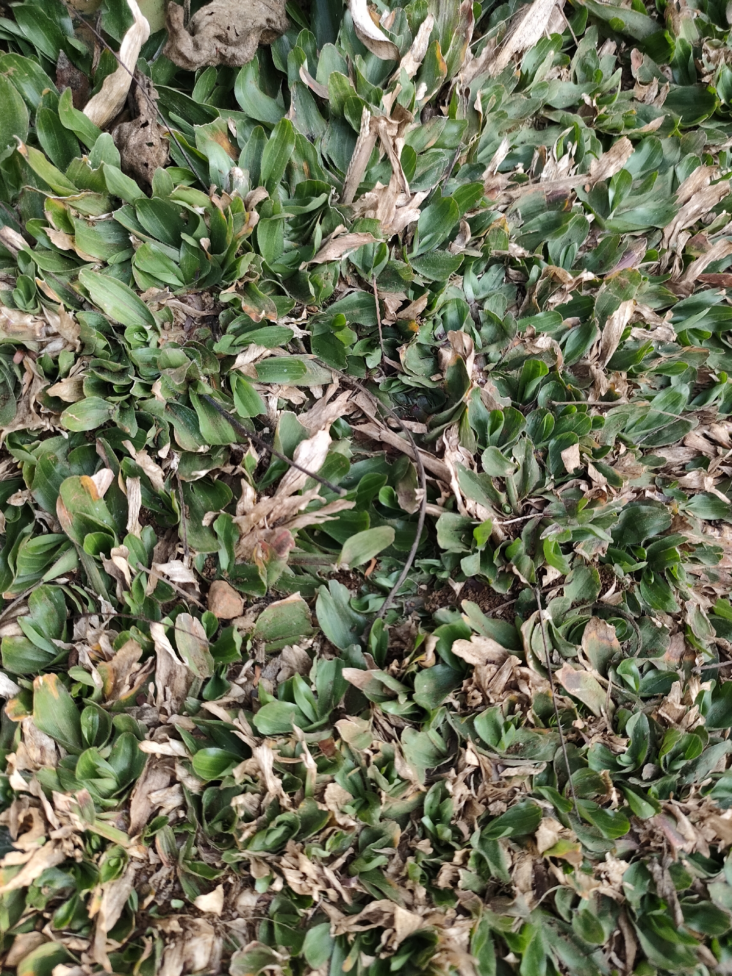 The image displays a dense ground cover of grass and dry leaves. The grass blades are predominantly green, with some appearing to be wilting or dried, exhibiting brown and yellowish hues. Amongst the green foliage, there are numerous dried, brittle leaves and twigs, creating a textured, organic surface. The ground beneath appears to be dark soil, visible in sparse patches. No people, animals, or man-made objects are present in the frame. The scene is a close-up, top-down view of a natural ground surface. The image does not contain any information to suggest a location in Caracas, Indonesia.