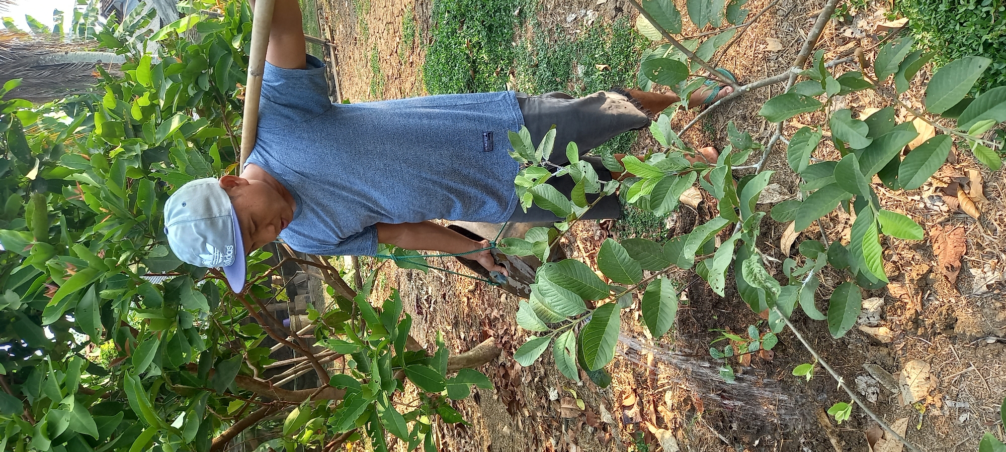 In Sidamulya, Indonesia, a man wearing a blue t-shirt and a light blue baseball cap is seen in a garden. He is carrying a wooden pole across his shoulders and appears to be tending to a young guava tree, with water being poured onto the soil around its base from a dark container. The environment is natural, with lush green leaves from the guava tree and other surrounding vegetation, as well as dry leaves and soil on the ground. The man is standing on the right side of the frame, facing towards the left, with his attention focused on the plant.