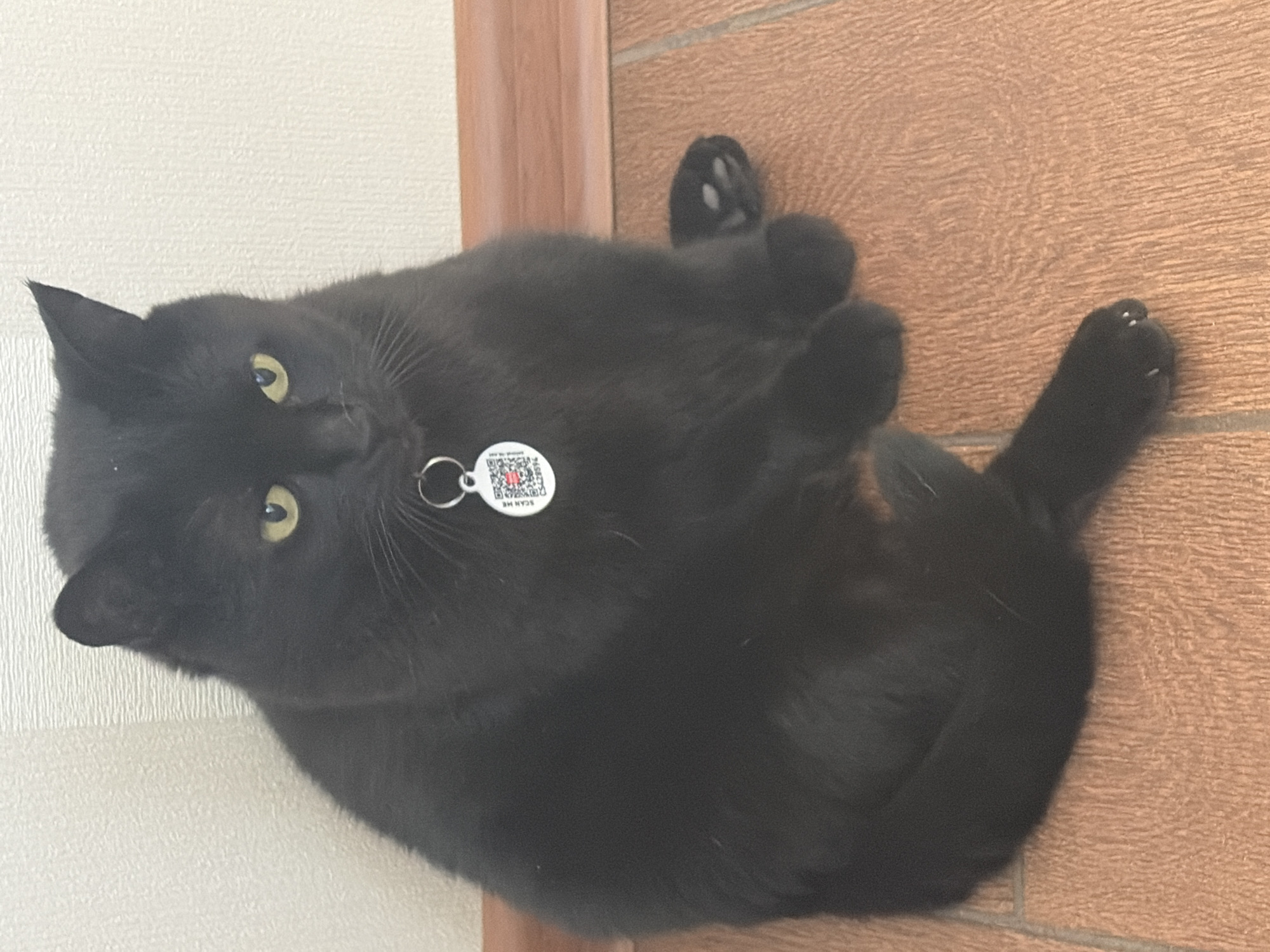 A black cat with bright yellow eyes is lying on its back on a wooden floor, with its paws in the air. The cat is wearing a silver tag on a ring around its neck. The tag is circular and white, with a QR code in the center and the words "SCAN ME" written below it. The cat's fur is dark and shiny, and its body is relaxed. The background is a pale, textured wall, and a wooden door frame or furniture. The lighting appears to be natural, suggesting it could be daytime. The cat's expression is calm and comfortable.
