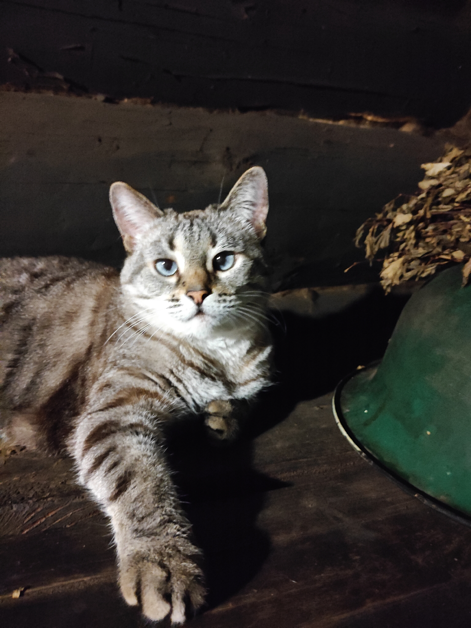 A domestic cat with striking blue eyes and a grey and brown tabby coat is the central subject of this image. The cat is lying down on a dark, textured surface, likely wood, with its left front paw extended. Its fur is striped, and it has a lighter-colored chest and muzzle. The cat's gaze is directed towards the viewer, appearing calm and alert.
The setting is a dimly lit, rustic interior, possibly an attic, shed, or crawl space. Overhead, dark wooden beams or planks are partially visible, contributing to the enclosed and unrefined atmosphere. To the right of the cat, a segment of a dark green, possibly metal, round object or container is visible. Above this object, a small accumulation of dried leaves or foliage is present. The overall lighting is low, with the cat being specifically illuminated, making its features stand out against the dark background.
There are no people visible in the image, nor is there any discernible text. The time of day and weather conditions are not evident due to the indoor, dim lighting. The location context of Фоки, Russia, suggests a possible rural or older architectural setting for this scene.