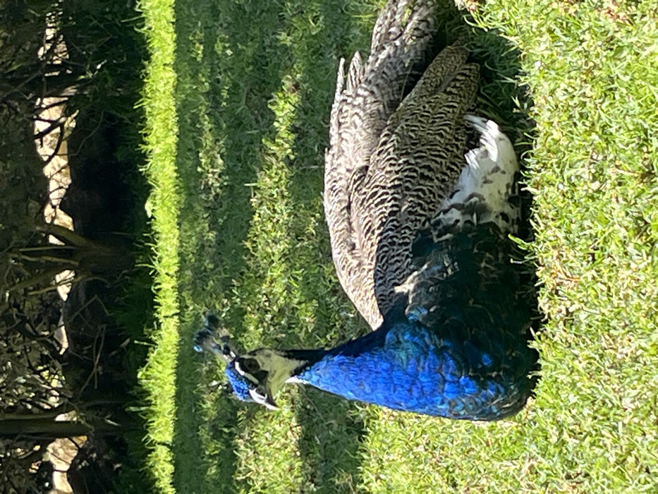 A male peacock is observed resting on vibrant green grass under direct sunlight in Dos Hermanas, Spain. The peacock's head and upper neck are iridescent blue, topped with a distinctive crest of bare shafts with small feather tufts. Its face exhibits white patches above and below the eye, with a dark line extending through the eye. The body feathers are primarily mottled brown, black, and tan, with some white visible on the underside. The bird is oriented with its head slightly turned to the viewer's left, looking into the distance. The foreground and midground consist of short, well-maintained green lawn, exhibiting distinct patterns of sunlit and shadowed areas. The background features dense, dark green foliage and tree trunks, suggesting a natural or park-like environment. No other subjects or objects are present, and no interactions are occurring.