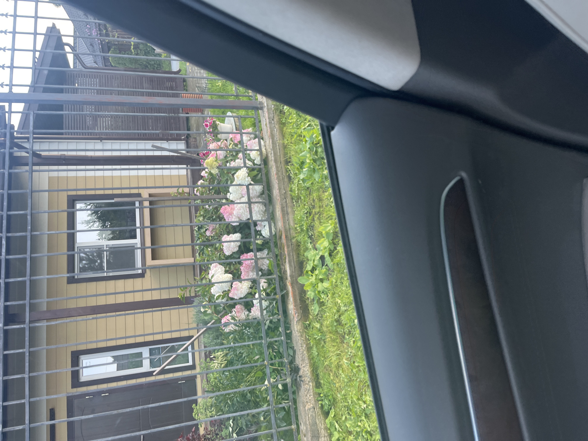 The image shows a view from inside a car, looking out through the car window at a yard in Vladimirovka, Russia. A metal fence separates the yard from the viewer. Beyond the fence, there is a yellow house with a dark brown door and a window. In front of the house, there is a garden with numerous pink and white hydrangeas. The ground is covered in green grass and some scattered leaves. The car's interior, specifically the door panel and part of the dashboard, is visible in the foreground, framing the scene outside.
