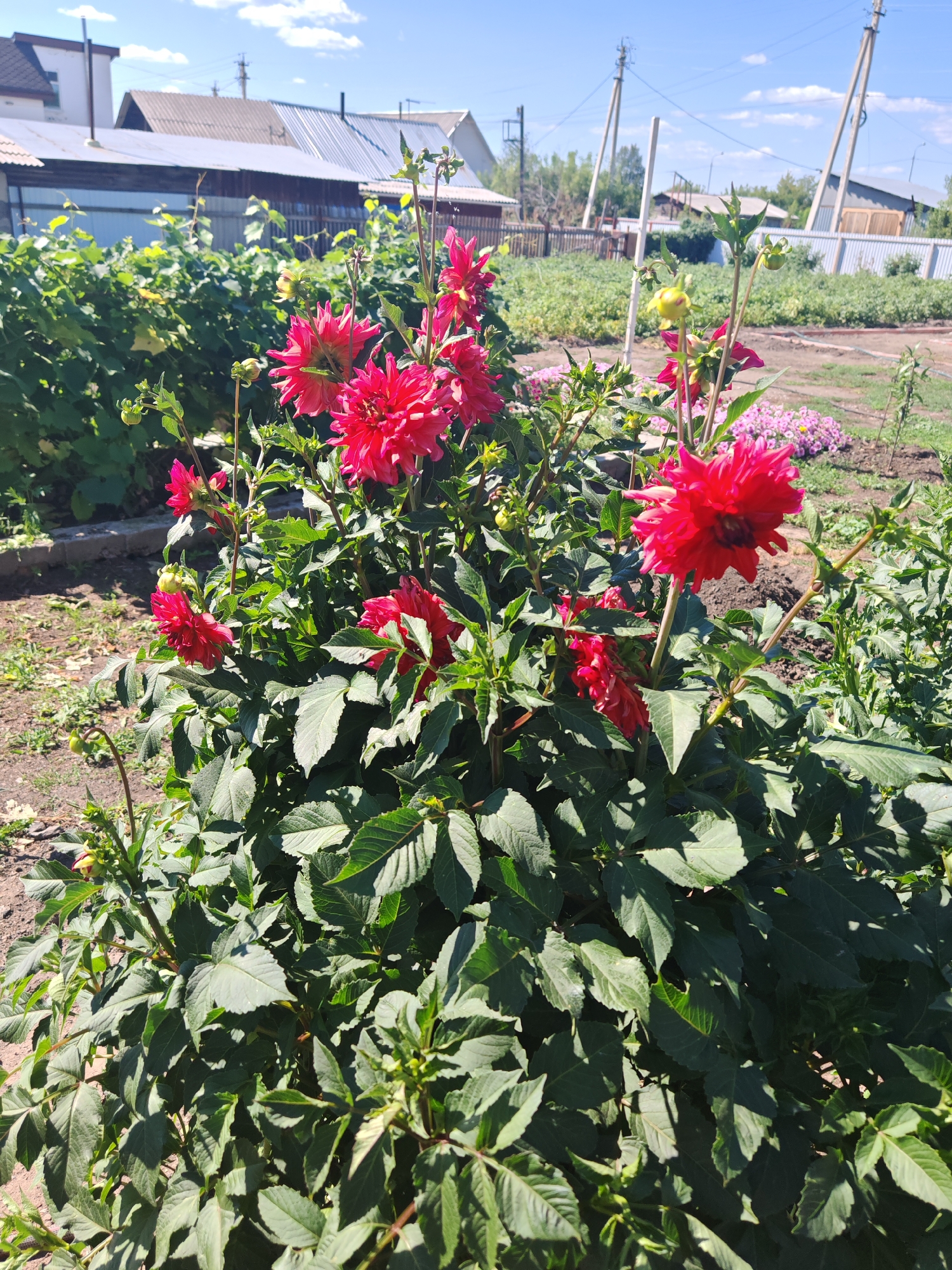 In Chernakovo, Russia, a vibrant clump of red dahlias blooms in a garden setting under a bright blue sky with scattered white clouds. The flowers are the central focus, with their deep red petals and dark centers. Surrounding them is lush, green foliage. In the background, a rustic wooden fence encloses the garden. Beyond the fence, a long, corrugated metal roof of a building is visible, suggesting a residential or agricultural structure. Utility poles with wires are also present in the background, indicating the presence of infrastructure. The ground appears to be a mixture of soil and sparse vegetation. The scene captures a sunny day in a rural or semi-rural environment.