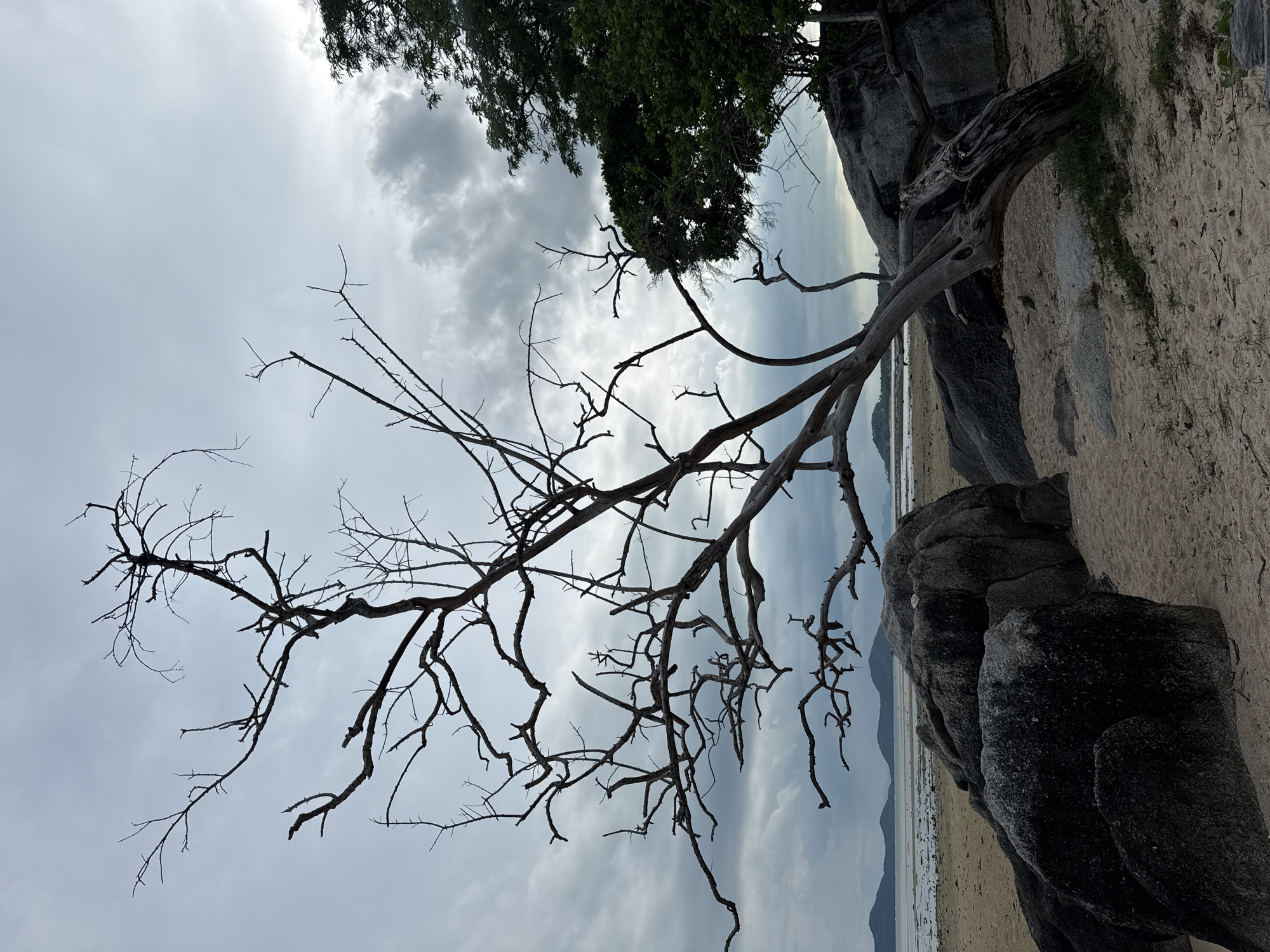 The image depicts a beach scene in Ban Bang Khao, Thailand, characterized by a cloudy sky and a stark, leafless tree dominating the foreground. The tree's branches spread out like an intricate silhouette against the overcast sky. Large, dark rocks are scattered on the sandy beach, with the tree leaning towards the ground, its weathered trunk exposed. In the background, the calm sea stretches towards a hazy horizon, with distant islands or landmasses visible. To the right, a dense green tree provides a contrast in color and form to the barren tree. The overall atmosphere is somber and serene, with the natural elements of sand, rocks, sea, and sky creating a tranquil, albeit slightly melancholic, landscape. There are no people or animals visible in the scene.