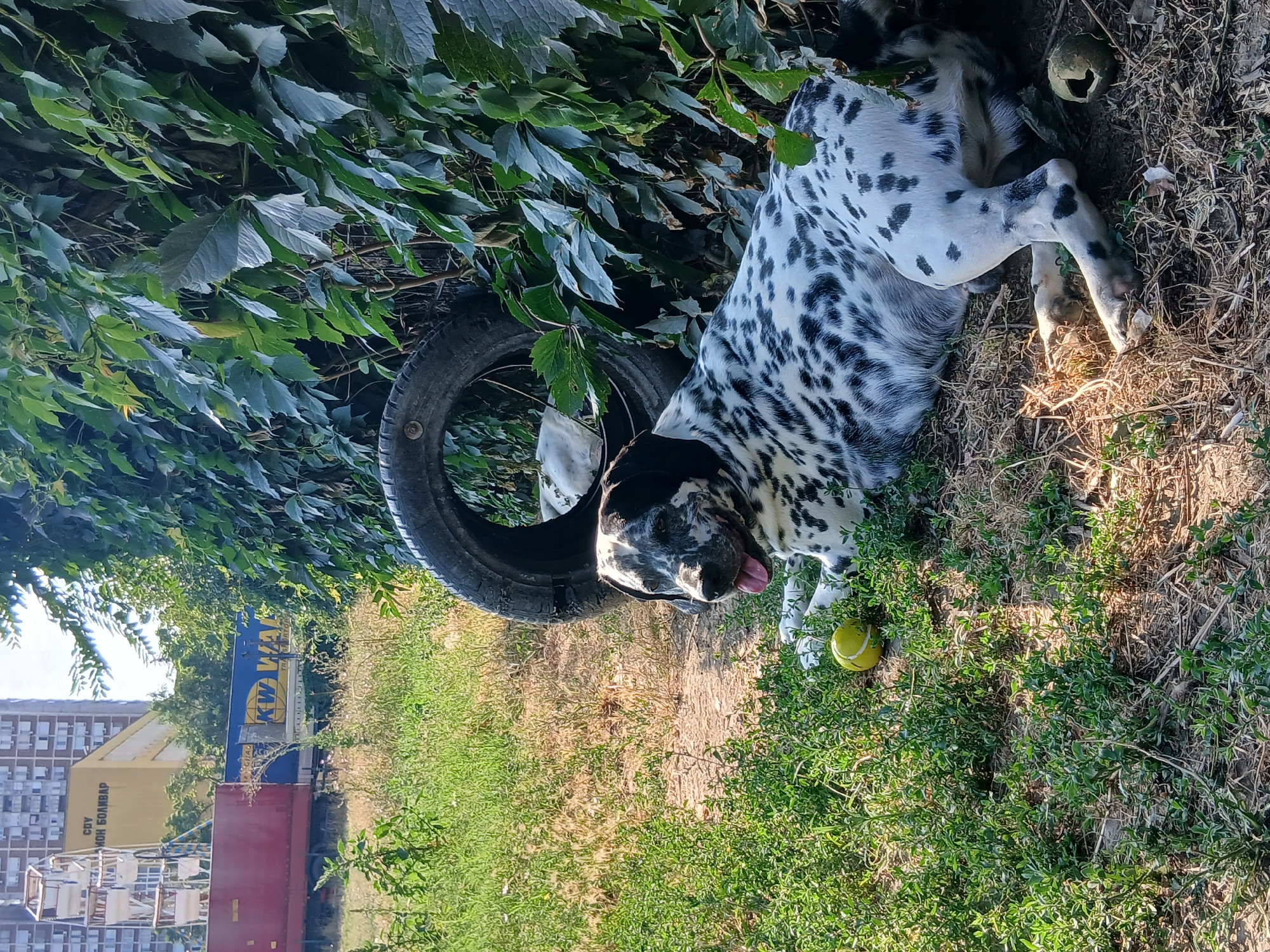An adult Dalmatian dog with black spots lies on the ground near a tire, under a wall of green ivy. The dog is panting with its tongue out and a yellow tennis ball is next to it. In the background, a red and blue train car is visible, along with a tall building and a Ferris wheel. The scene appears to be outdoors in an urban area.
