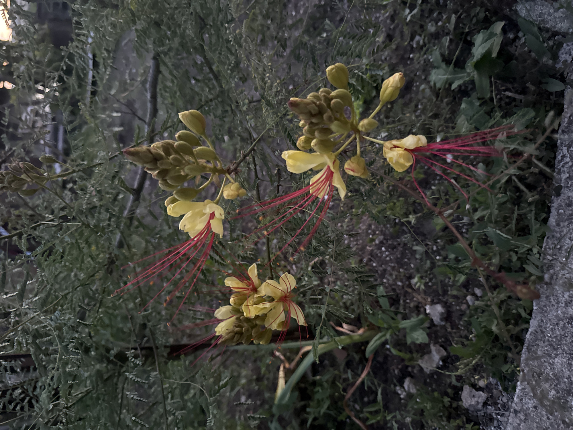 A close-up, low-angle shot captures a flowering plant with delicate yellow blossoms and long, thin red stamens. The plant has feathery green foliage and is set against a dark, out-of-focus background. In the foreground, a rough, textured concrete edge is visible. The overall scene suggests an outdoor, natural environment, possibly a garden or park. No people are present. The time of day appears to be dusk or early morning, given the low light conditions. The location in Burgas, Bulgaria cannot be determined from the image itself.