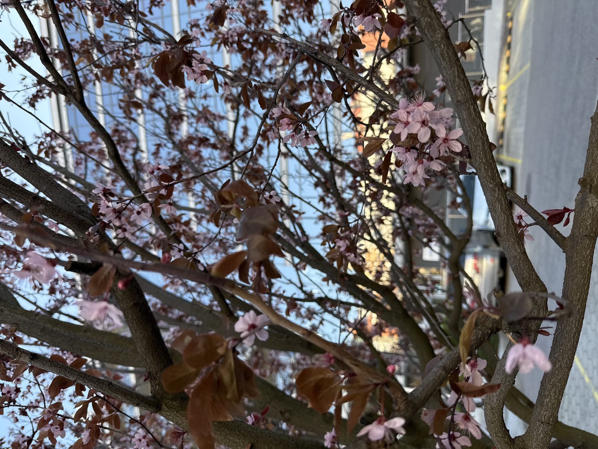 The image shows a tree with pink blossoms in Sofia, Bulgaria. The tree has brown leaves and is in front of a building with glass windows. The sky is visible through the branches and is blue.