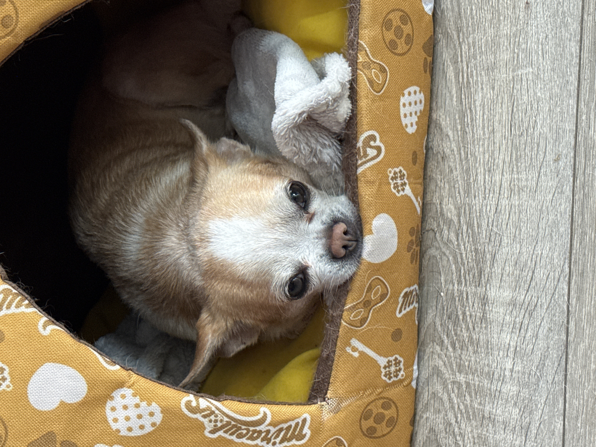 A tan and white Chihuahua dog is lying in a brown and gold patterned dog bed, facing the camera. The dog bed has a yellow interior. The dog has white fur around its muzzle and brown fur on its body. The dog's head rests on a white towel. The bed sits on a light gray wood floor. The location in Rostov-on-Don, Russia, is unknown.