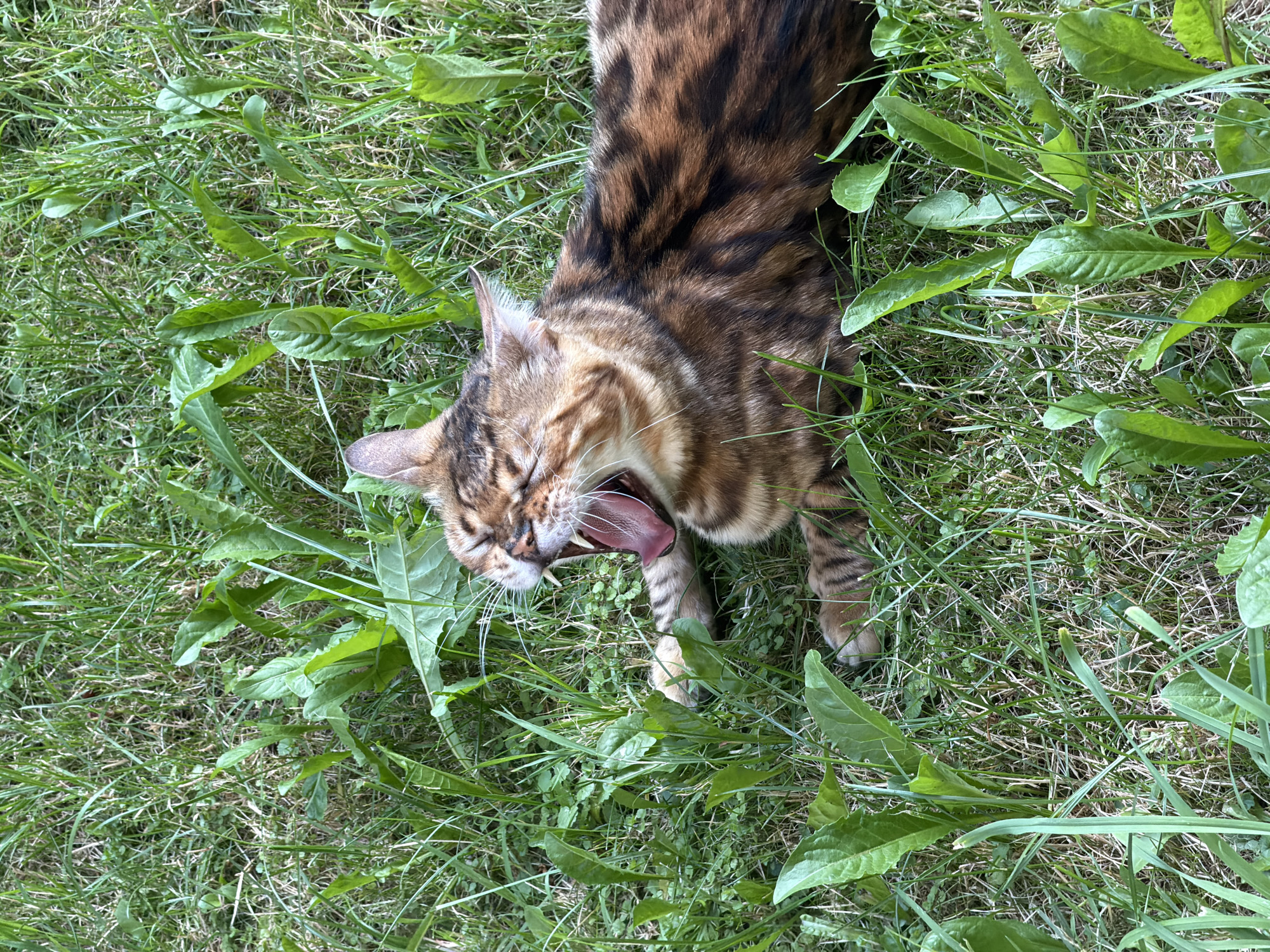 A Bengal cat is lying in green grass and yawning widely. The cat has brown and black stripes and is positioned on its right side, with its head tilted back and its mouth open to reveal its tongue and teeth. The cat's paws are visible, with one tucked beneath its chin and another extended slightly. The grass is lush and green, with some broad-leafed plants interspersed. The background is filled with more grass, suggesting an outdoor setting. The image captures a moment of leisure for the animal in a natural environment. The location of this scene is presumed to be in Garmisch-Partenkirchen, Germany, a town known for its natural beauty and outdoor recreational opportunities.