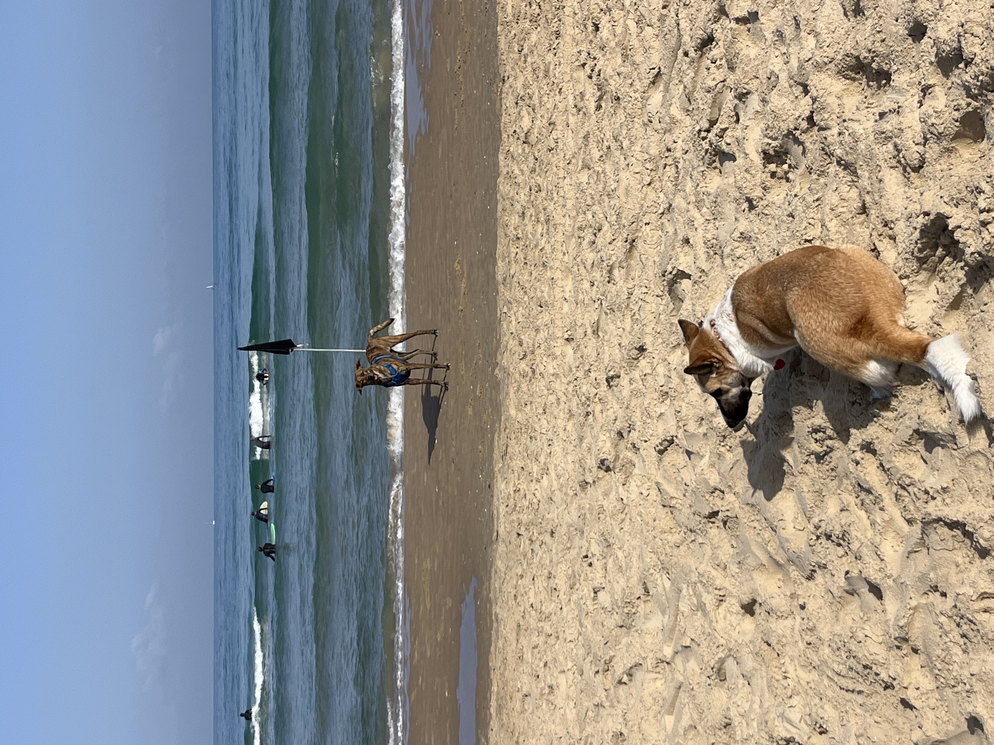 The image captures a sunny day at a beach in Tel-Aviv, Israel. The perspective is slightly angled, with the sea on the left and the sandy beach occupying the right side. Several surfers are visible in the water, waiting for waves. Near the shoreline, a person is standing with a dog in a harness on a stand or cart. In the foreground, a tan and white dog is sniffing the sand. The sand is dry and uneven, showing footprints. The sky is clear and blue.