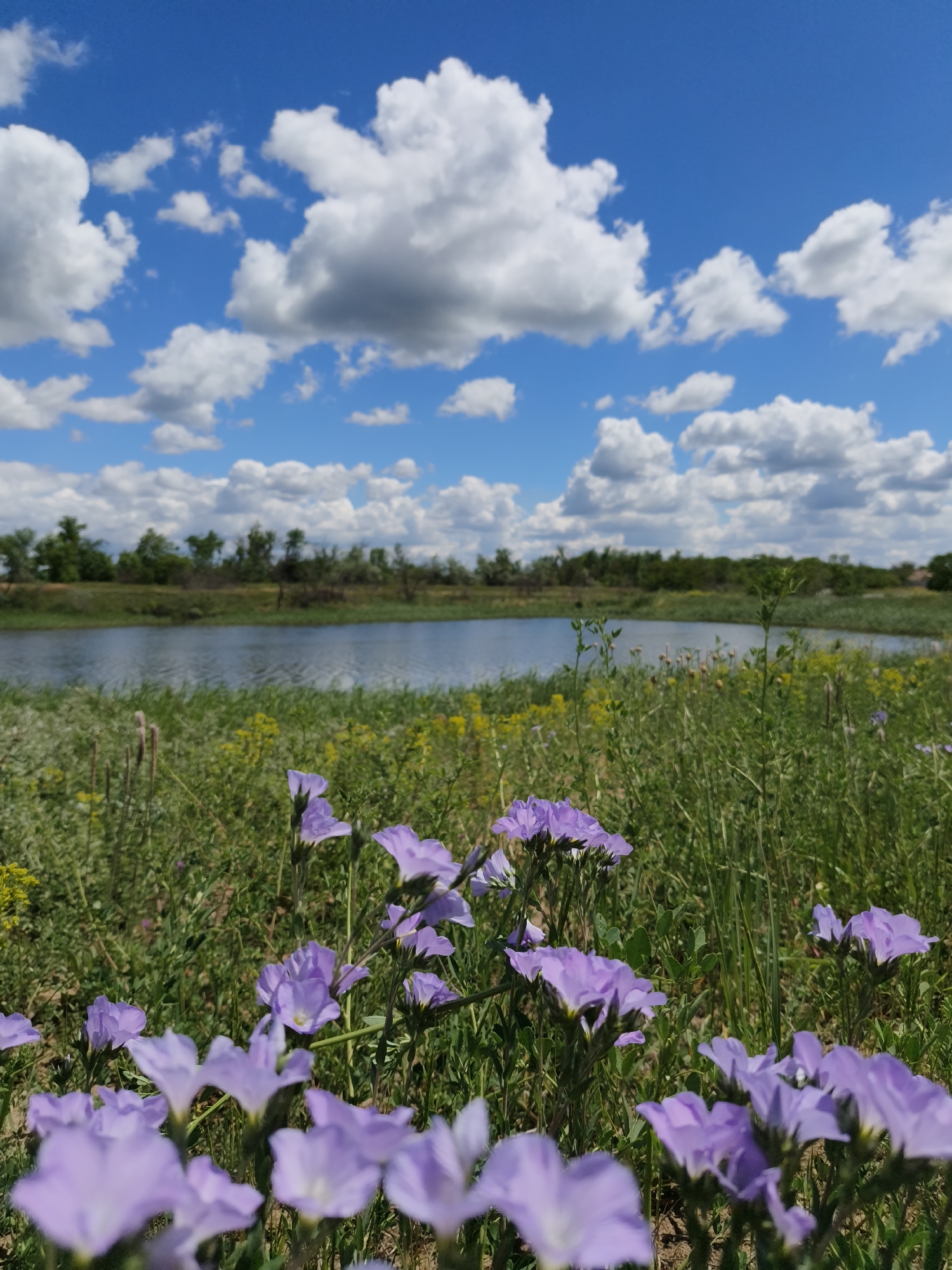 The image depicts a landscape scene near Poltavka, Ukraine, under a bright blue sky filled with scattered white cumulus clouds. In the midground, a small lake or pond is visible, surrounded by trees and vegetation on its banks. The foreground is dominated by a field of wildflowers, predominantly featuring light purple blossoms, likely flax, interspersed with green grasses and other yellow wildflowers. The focus of the image is on the field of flowers, with the lake and sky providing a scenic backdrop.