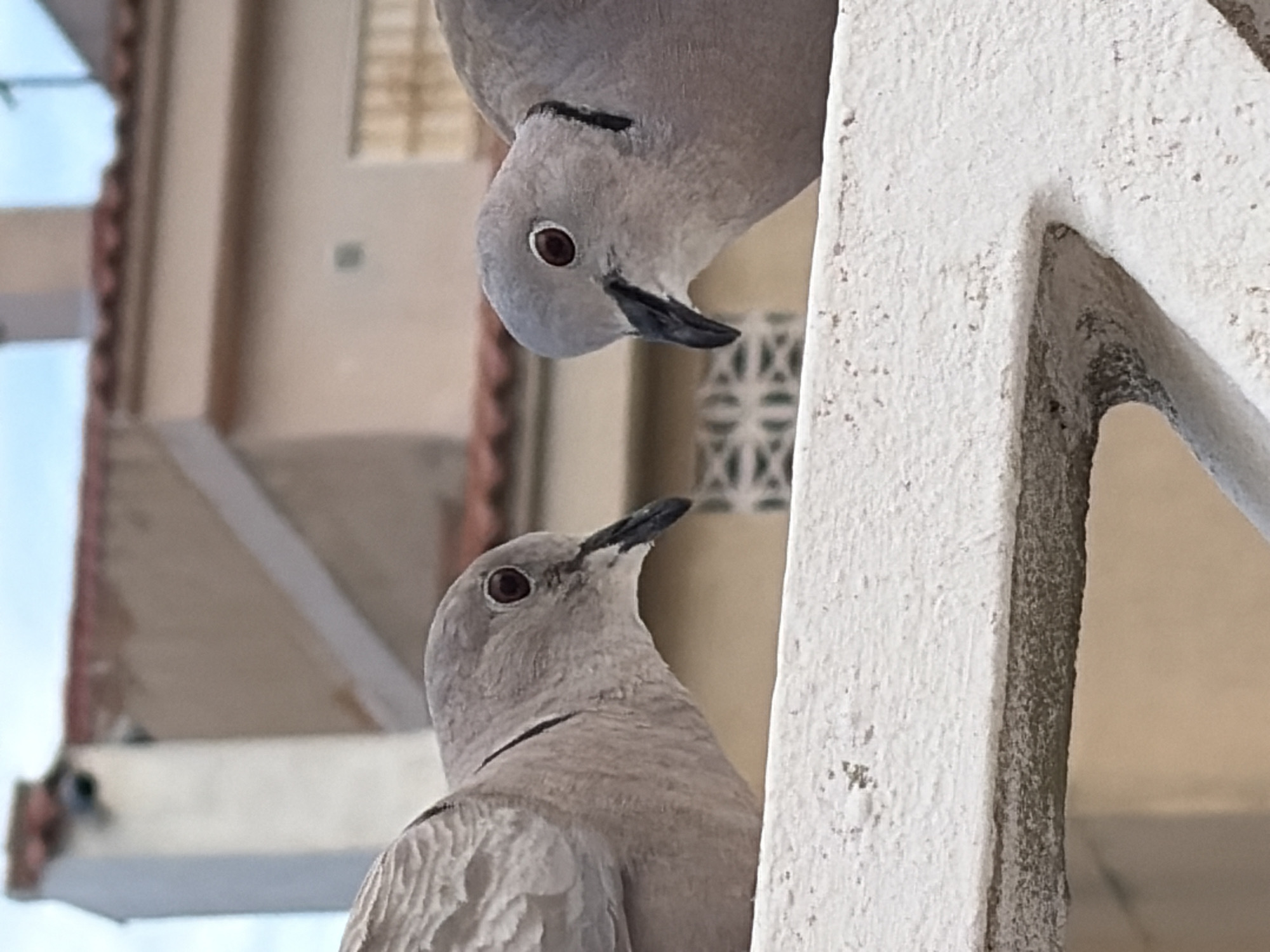 Two collared doves are perched on a white railing, facing each other. The dove on the left is closer to the camera, with its head turned slightly towards the other bird. The dove on the right is positioned slightly further back, its gaze also directed at its companion. The background shows a building with a terracotta-tiled roof and a pale beige wall, suggestive of residential architecture typical of Torrevieja, Spain. The sky is visible above the building. The overall scene depicts a moment of interaction between the two birds.