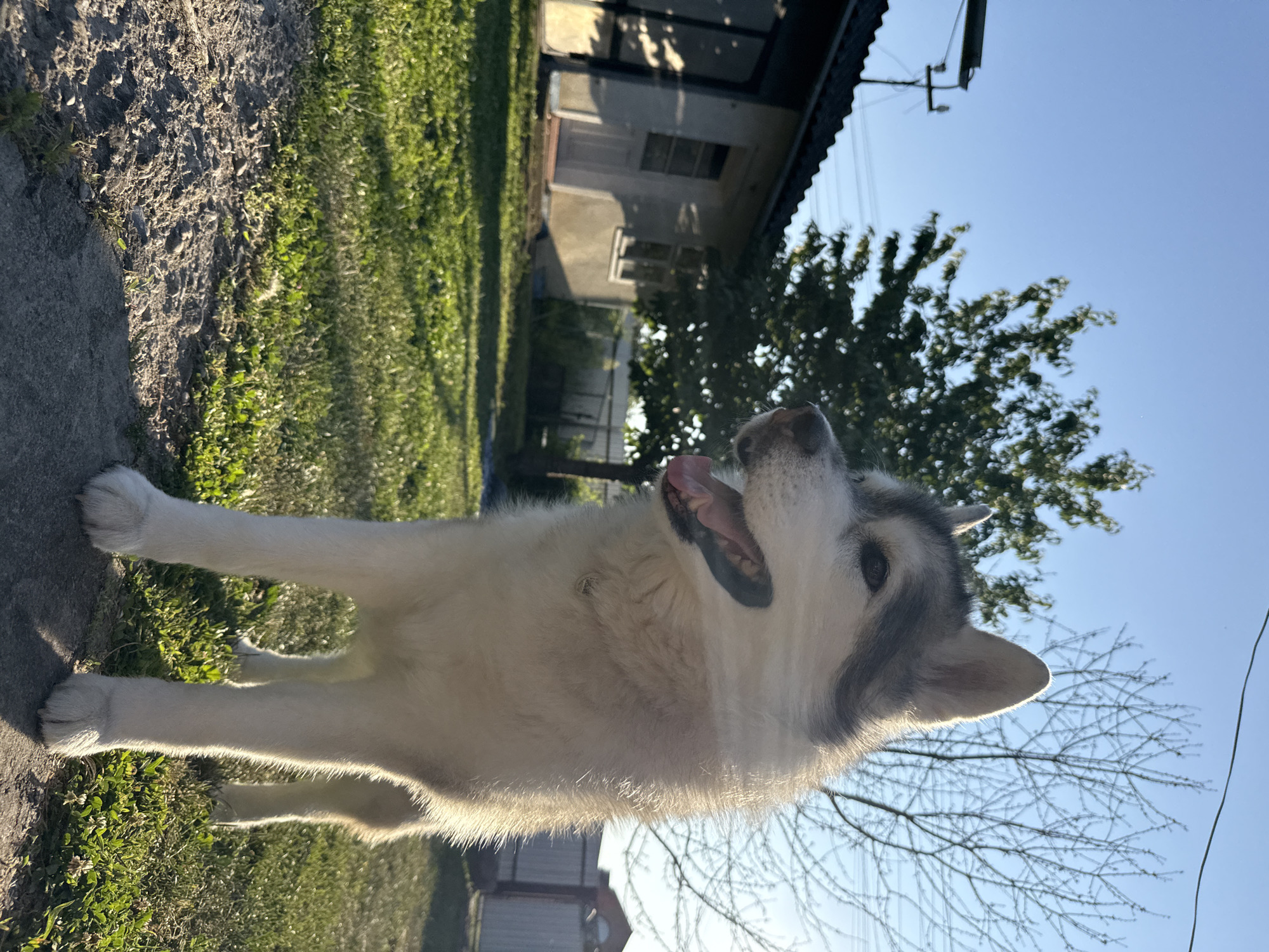 A close-up, eye-level, full-shot portrait captures a husky dog standing in a sunlit yard. The dog, facing left, has its mouth open, revealing its tongue. Its fur is a mix of white and gray. In the background, a small, light-colored house with a dark roof is visible, along with trees and a fence under a clear blue sky. The ground is covered in green grass and dirt.