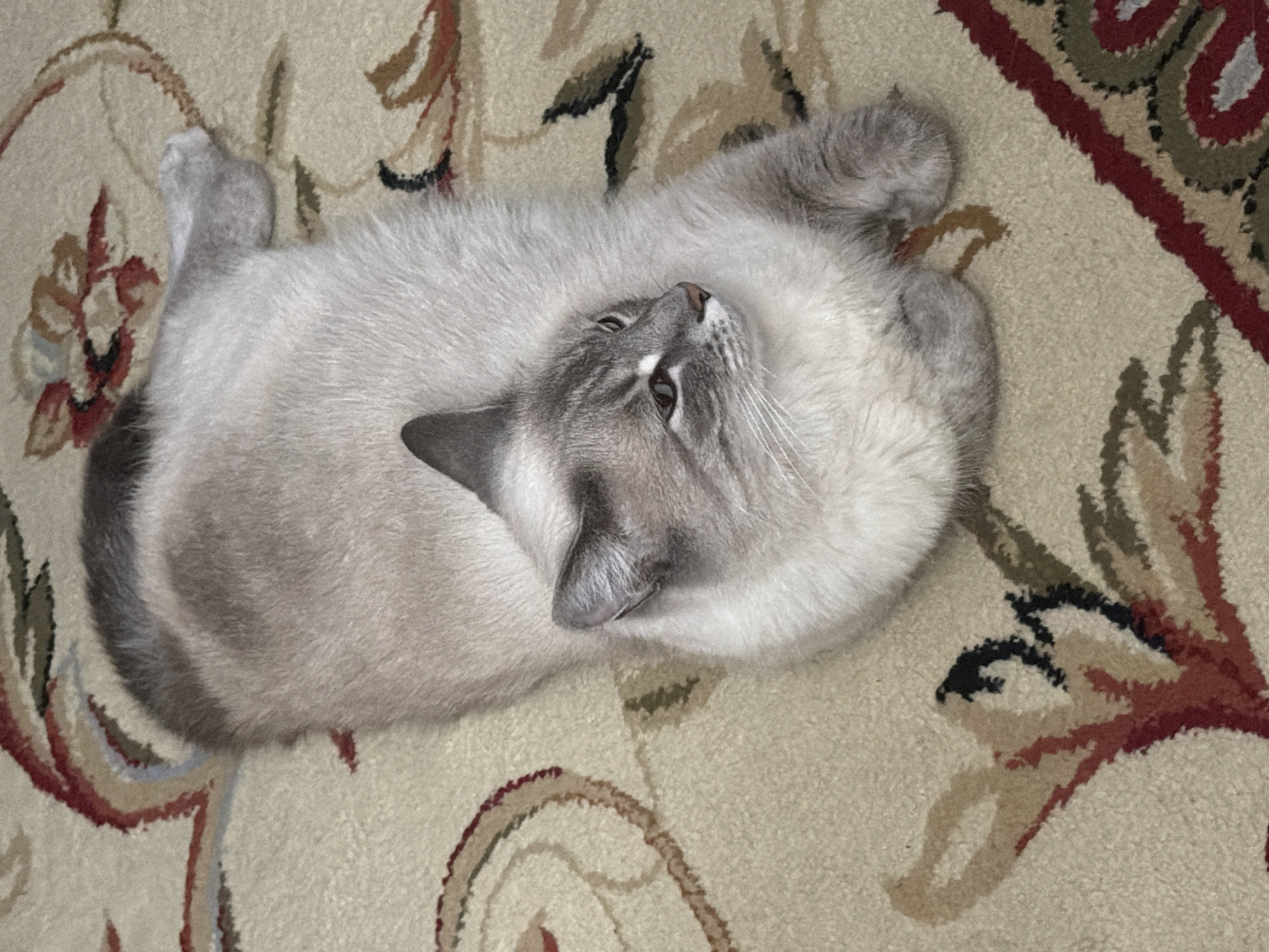 A Siamese cat with grey points and white fur lies on a patterned rug. The rug has a cream background with floral designs in red, green, brown, and black. The cat's body is mostly white with grey on its ears, face, and paws. Its eyes are open and looking to the right. The scene is indoors, likely in a home. No specific location in Pittsburgh, United States of America can be determined from the image.