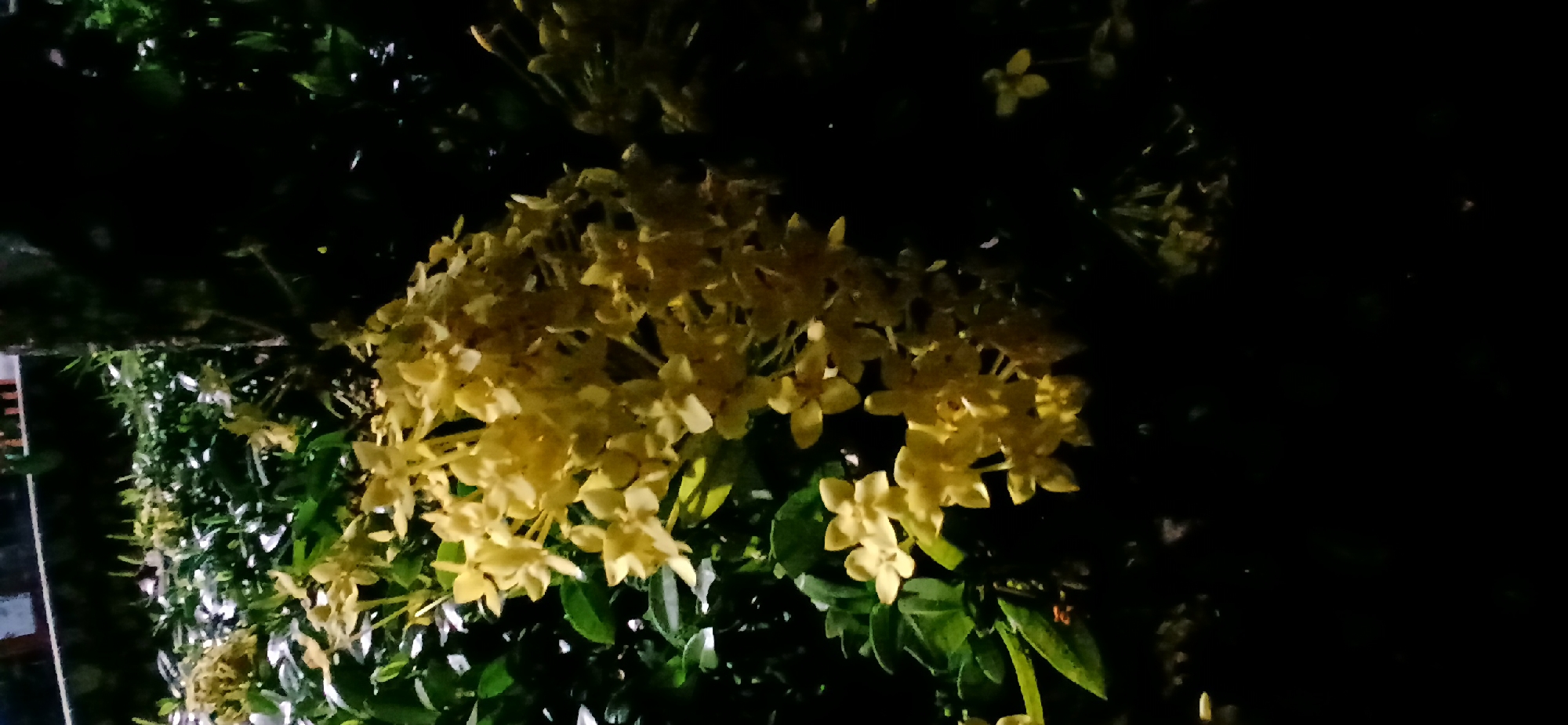 The image shows a cluster of yellow flowers in bloom, with dark green leaves and a dark background. The lighting suggests it is nighttime or a very shaded area. There are no people or animals visible in the image. The flowers are small and clustered together, with a few individual blooms visible in the foreground. The overall scene is serene and natural, with the yellow flowers providing a vibrant contrast to the dark foliage and background. The location is identified as Sekarputih, Indonesia.