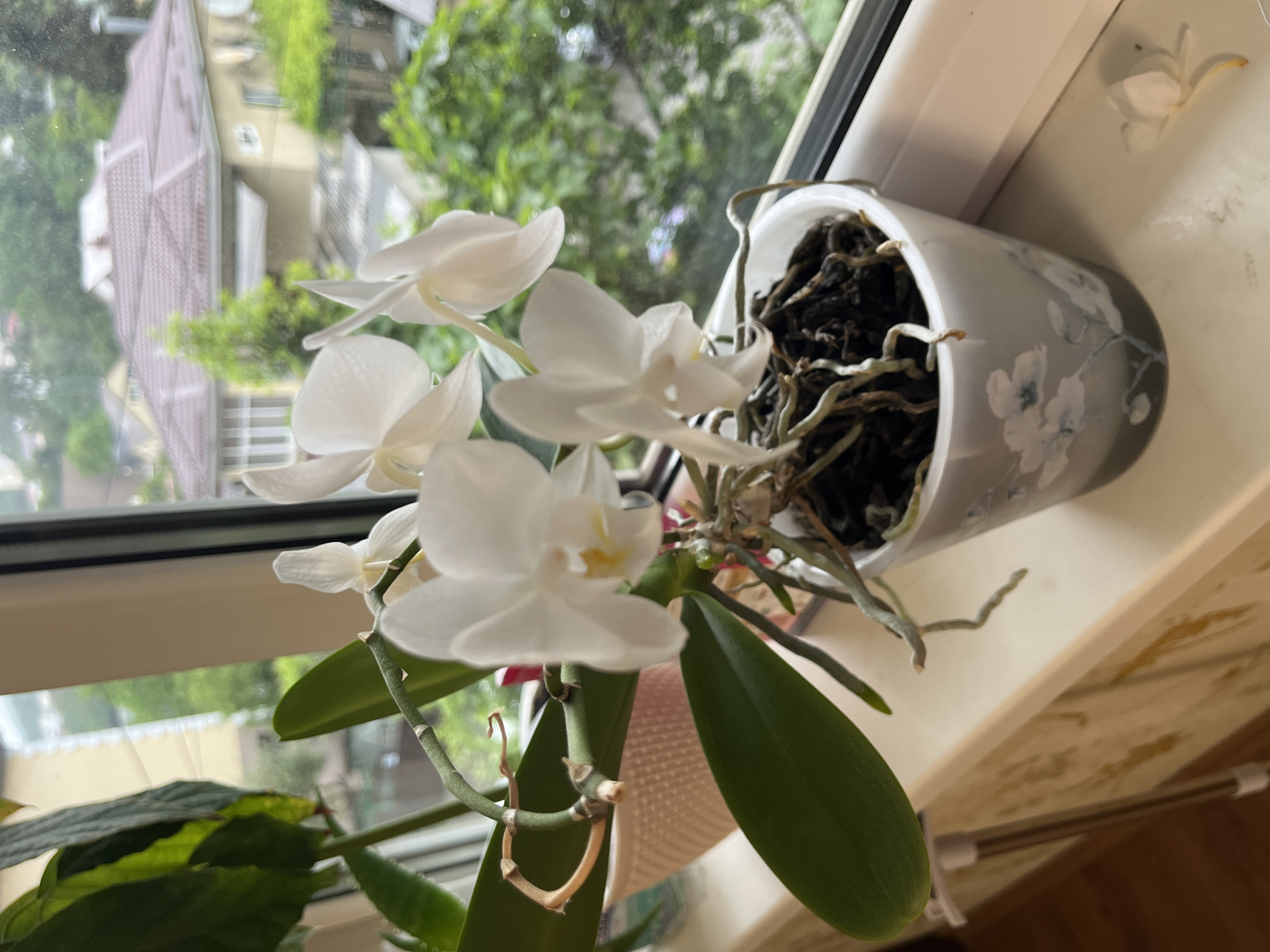 A white orchid plant is positioned on a window sill. The plant features white flowers and green leaves, and is potted in a white pot. The potting medium is dark and appears to be root-bound. The window provides a view of trees and buildings outside. The location in Sochi, Russia, cannot be determined from the provided image.