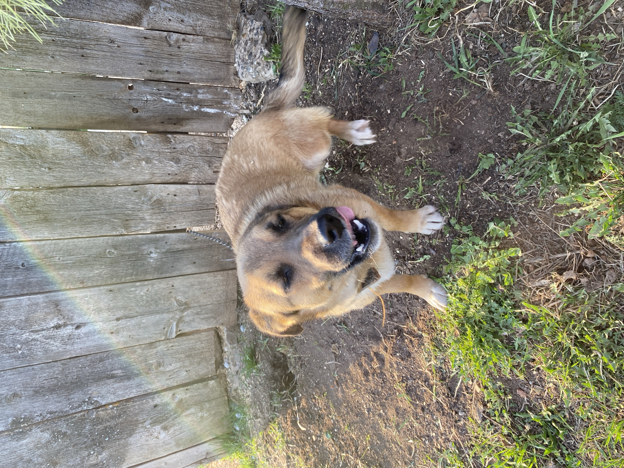 A medium-sized brown dog is lying on the ground with its tongue sticking out near a weathered wooden fence. The ground is a mix of dirt and grass. The location cannot be confirmed as Баклуши, Russia, based on the visual information provided.