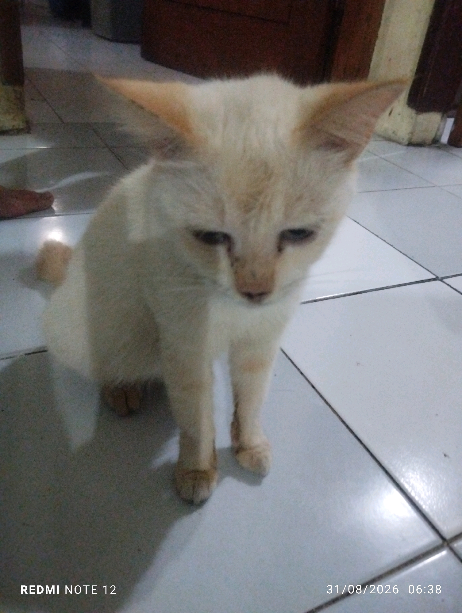 A cream-colored cat with tan points on its ears and tail sits on a tiled floor indoors. The cat is facing slightly to the left, with its head lowered and eyes partially closed, giving it a sleepy or somber expression. Its front paws are visible and tucked beneath its chest. The floor is made of light-colored square tiles, with darker grout lines. In the background, there are glimpses of wooden furniture and a wall. The bottom left corner of the image shows the text "REDMI NOTE 12", and the bottom right corner displays the date "31/08/2026" and time "06:38". The scene appears to be an indoor residential setting, possibly in Bekasi, Indonesia, based on the phone model and the timestamp format.