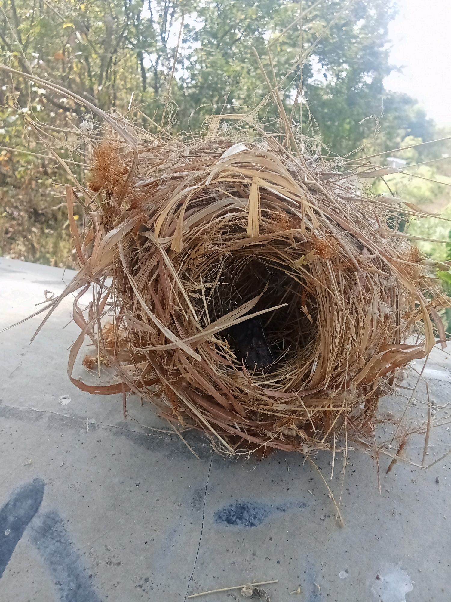 A bird's nest constructed from dry grass and twigs sits on a concrete surface. The nest is roughly spherical and has an opening in the center. In the background, blurred trees and foliage suggest an outdoor environment. The concrete surface shows some faint blue markings and cracks. The scene is illuminated by natural light, casting soft shadows. The image appears to be taken at eye level, focusing on the nest. The location is identified as Balegondo, Indonesia.