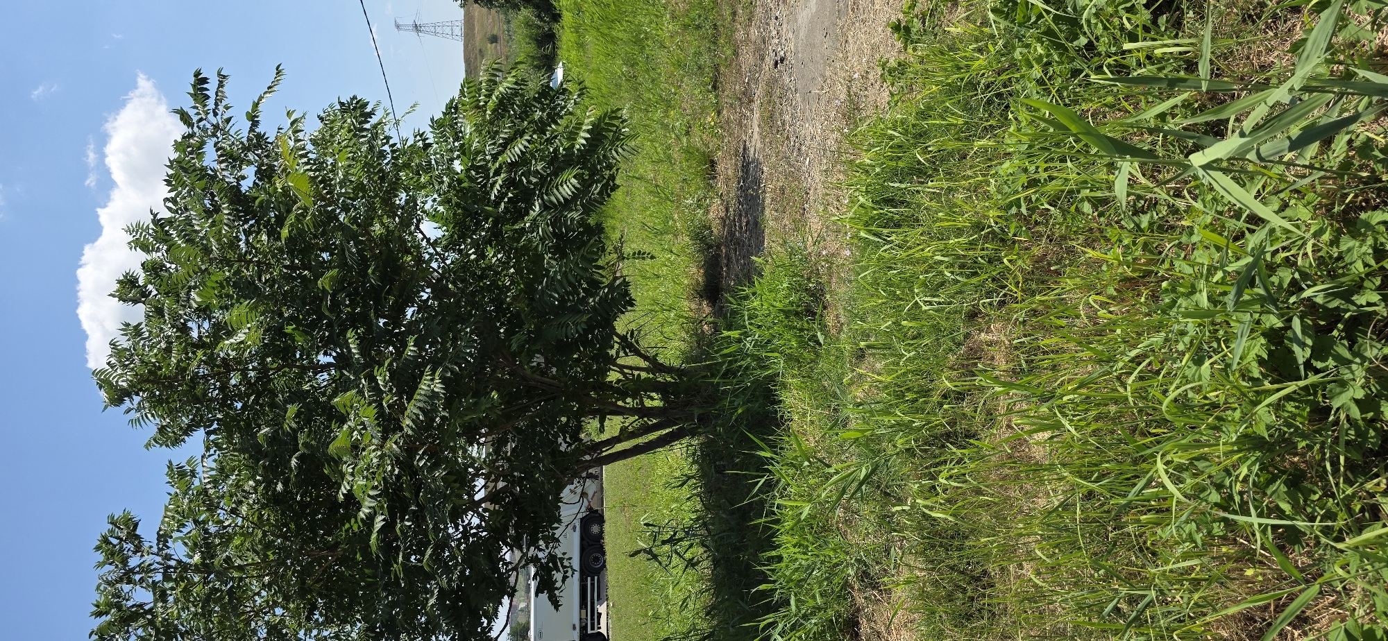 A medium-sized tree with lush green leaves stands in a grassy area under a clear blue sky with a few white clouds. In the background, a white truck is partially visible on a paved surface to the left, and a tall power line pylon is visible on a distant hill to the right. The ground is covered in a mix of green grass and dry, light brown vegetation, with some patches of exposed dirt and gravel. The scene appears to be a roadside or undeveloped area within the city of Inozemtsevo, Russia.