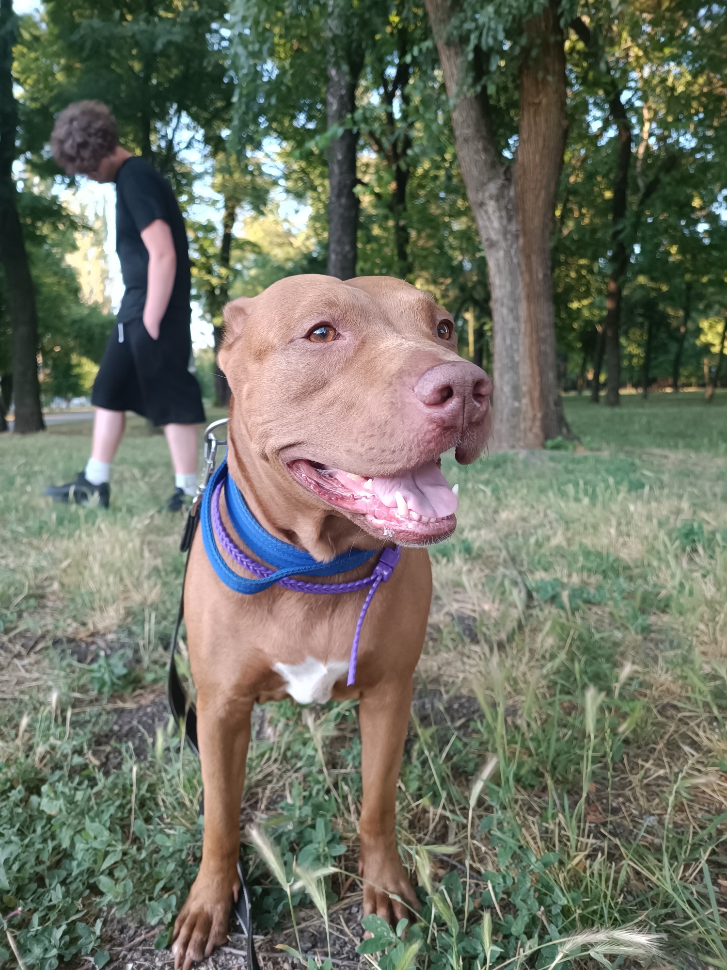 A brown dog with a blue and purple leash is in the foreground of the image, looking to the right. The dog is panting, with its mouth open and tongue visible. Behind the dog, a person with curly brown hair wearing a black t-shirt and black shorts is standing in a park. The person is facing away from the camera, with their hands in their pockets. The background consists of trees and grass, suggesting an outdoor park setting. The overall scene appears to be in a public park within Zaporizhzhia, Ukraine.