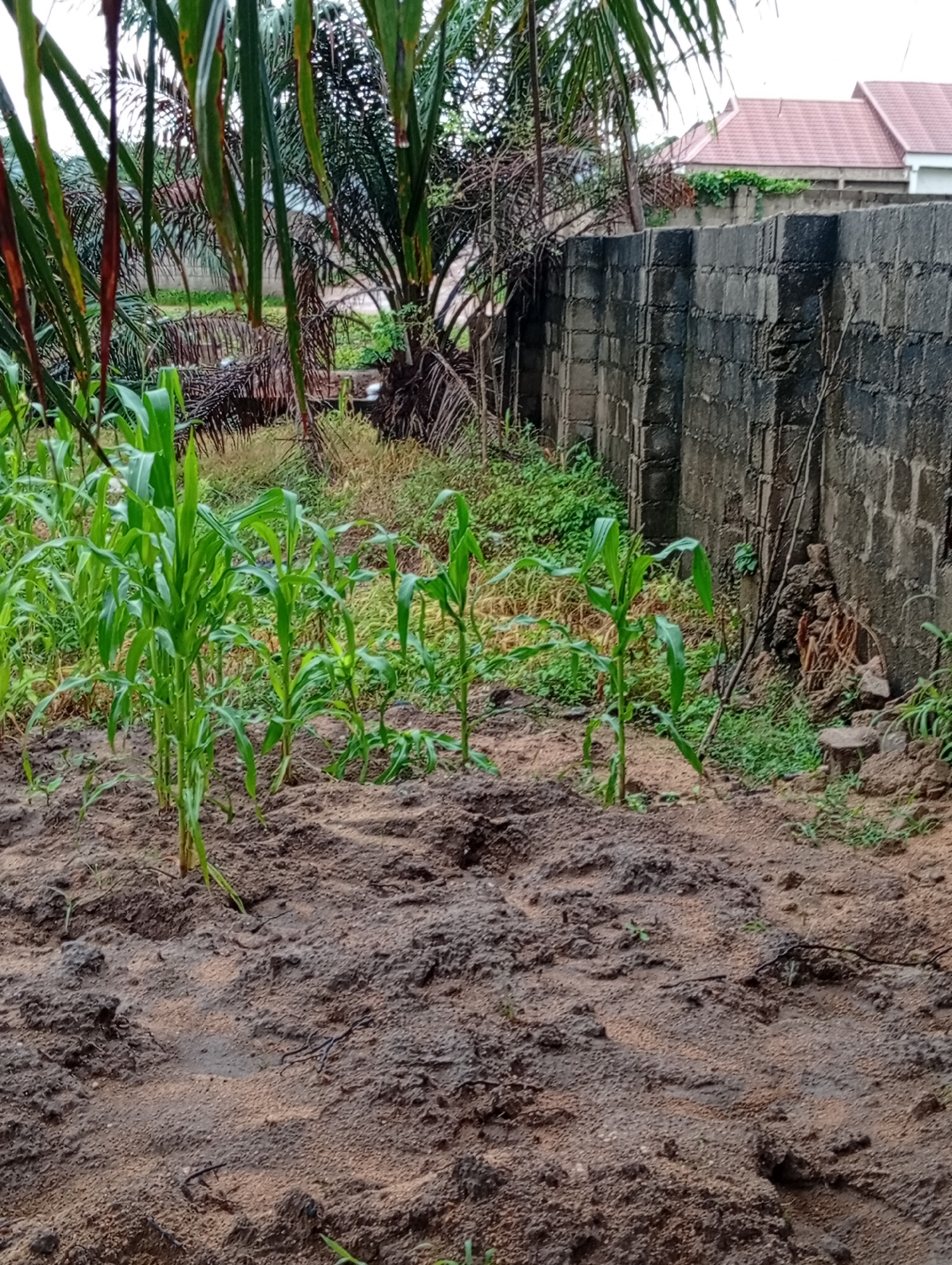 This media file depicts an outdoor scene in Jalingo, Nigeria. The foreground features a patch of soil with several young corn plants growing. The soil appears damp and uneven, with some small green shoots interspersed. Behind the corn plants, a dense area of vegetation is visible, including what appear to be palm fronds.
Further back, a wall constructed of dark gray cinder blocks runs along the right side of the frame. Beyond the wall, glimpses of a building with a reddish-brown roof can be seen, suggesting a residential or developed area. The overall impression is one of a cultivated or partially developed space in a tropical or subtropical environment. The lighting suggests it is daytime, possibly overcast, as there are no strong shadows. No people or text are visible in the image. The scene appears to be a relatively still and quiet outdoor environment, possibly a garden or agricultural plot adjacent to a dwelling.