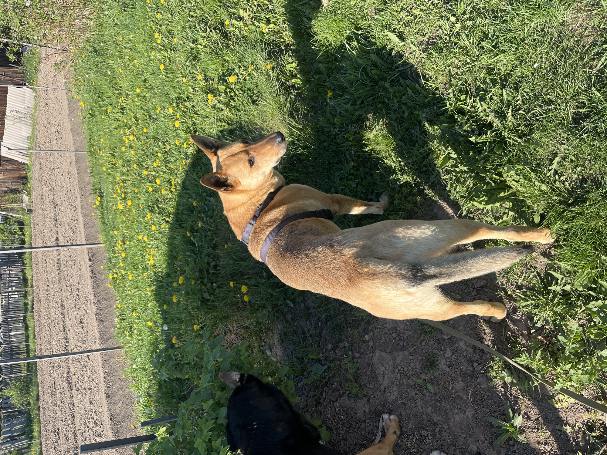 A medium-sized, tan-colored dog wearing a gray harness lies on green grass with yellow flowers. The dog is positioned between a tilled field and grassy area, and appears to be looking up. In the foreground, partially obscured, is a second dog, primarily black in color. The setting suggests a rural or semi-rural location with a garden. This image was most likely not taken in the city of Nizhny Tagil, Russia, due to the lack of identifying characteristics of the location.
