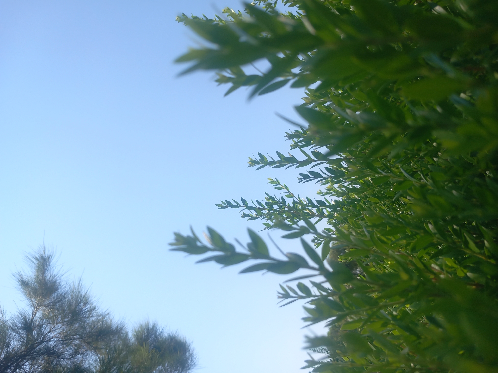 This is a low-angle, close-up shot of lush green foliage against a clear blue sky. The foreground is dominated by densely packed, small green leaves on numerous stems, creating a textured wall of green that blurs into the background. Some of the stems are angled upwards towards the sky. In the upper left corner, a portion of a pine tree with feathery needles is visible, also against the blue sky. The lighting suggests a bright, sunny day. The scene is devoid of any human presence or urban elements, suggesting a natural or park-like setting.