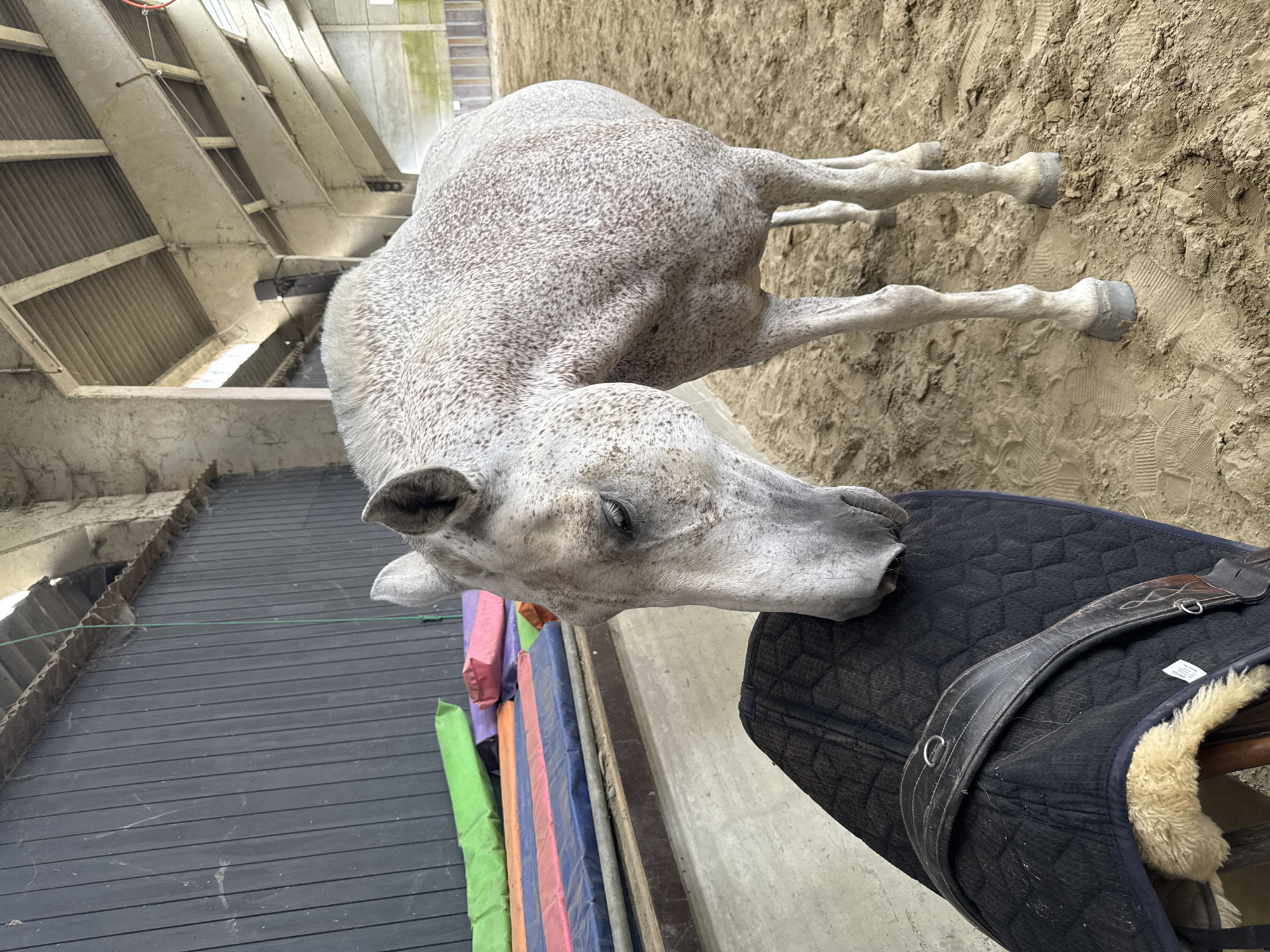 A dappled gray horse is seen in an indoor riding arena, its head lowered as if interacting with a saddle pad. The horse has a light gray coat with numerous dark gray or reddish-brown spots. The saddle pad is black and quilted, with leather straps and metal rings. To the left of the horse, a row of colorful yoga mats are stacked against a dark wooden wall. The arena floor is composed of light brown sand, with visible hoof prints. The background reveals the interior of the arena structure, with concrete pillars and beams, and natural light filtering in from above. The image appears to be taken at a horse riding facility in Estaimpuis, Belgium, likely a stable or training area.