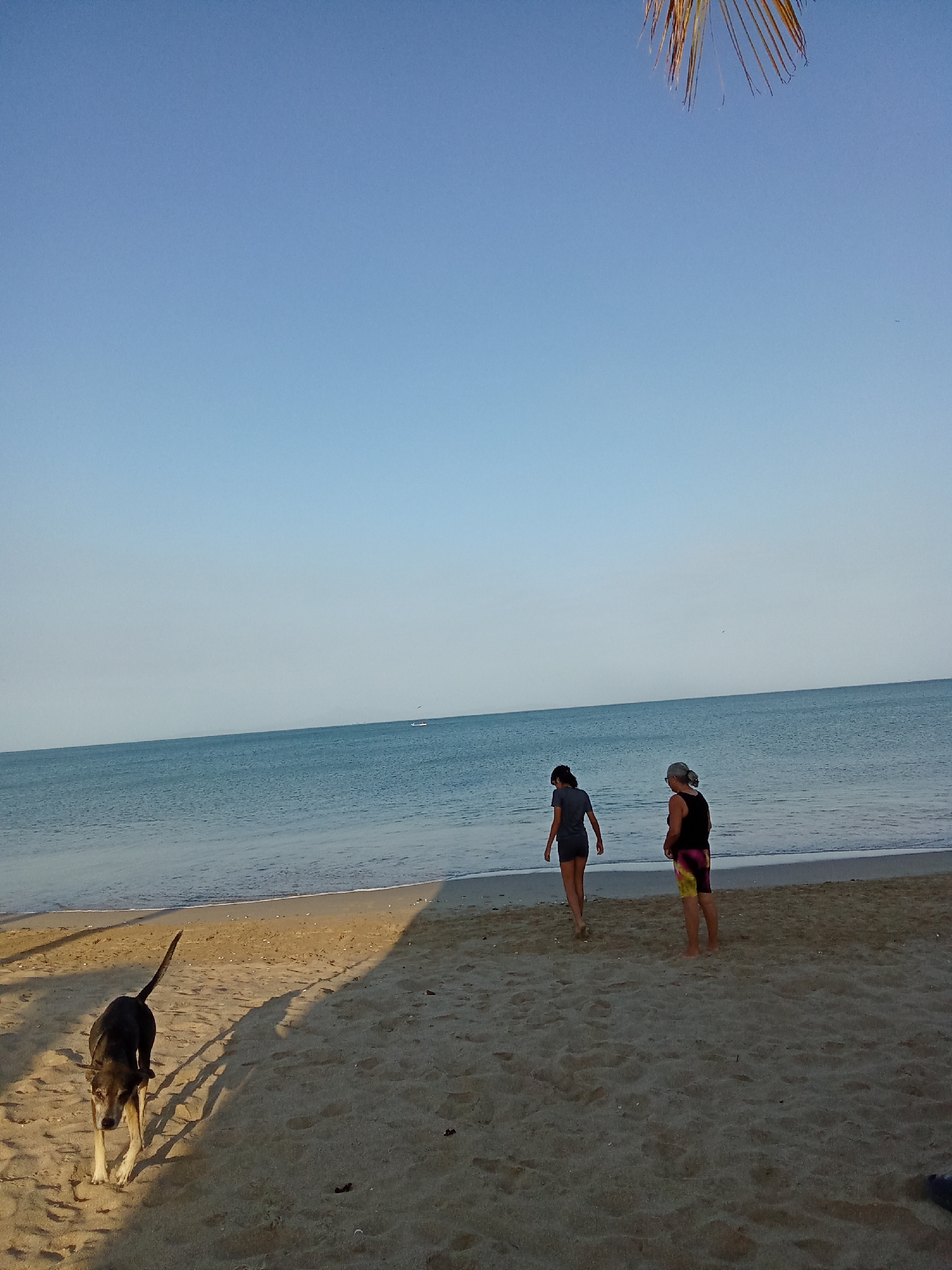 The image depicts a beach scene in Juan Griego, Venezuela. The sky is clear and blue above the ocean. The ocean is calm. A dog stands in the foreground of the sandy beach, its shadow stretched out beside it. Two people are walking on the beach toward the water's edge. A palm frond hangs from the upper right corner of the frame.