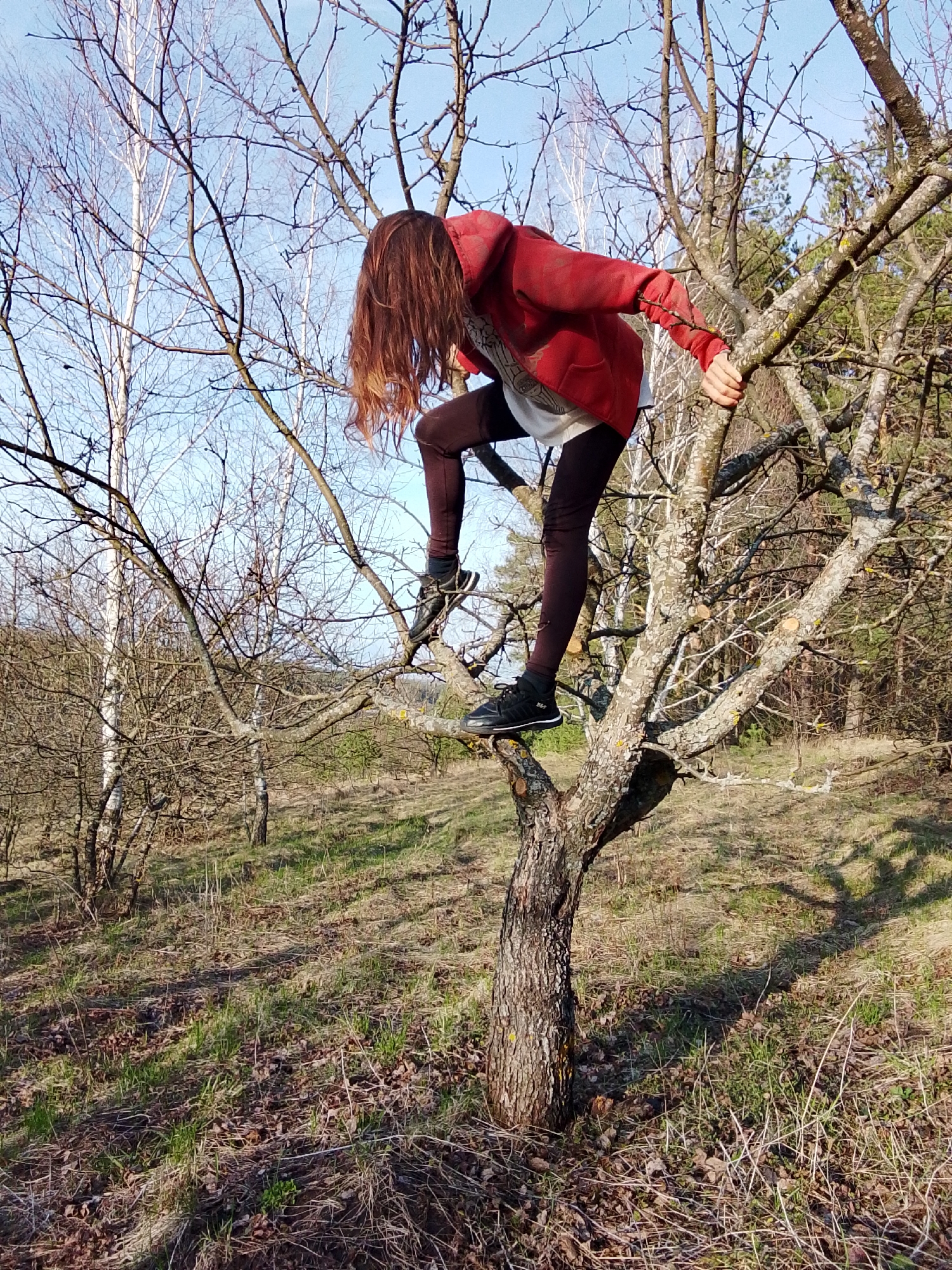 A person is seen climbing or perched in a bare deciduous tree in an outdoor, natural setting in Khlevnoye, Russia. The individual, appearing to have long, flowing brown hair that falls forward, wears a red hooded jacket, a white t-shirt, dark leggings, and black sneakers. They are holding onto branches with both hands, with one foot placed on a thick branch and the other leg bent, suggesting a dynamic pose of ascent or careful balance within the tree.
The scene depicts a sunny day, likely in late winter or early spring, given the lack of leaves on most trees and the bright, clear sky. Long shadows are cast on the ground, indicating either early morning or late afternoon light. The ground is covered with dry grass and fallen leaves, with patches of green grass emerging. In the background, numerous bare trees, including distinctive white-barked birches, stand against the blue sky, while a denser area of evergreen trees is visible further back on the right. The overall impression is of a natural, somewhat unkempt wooded area or forest edge. There is no visible text in the image.