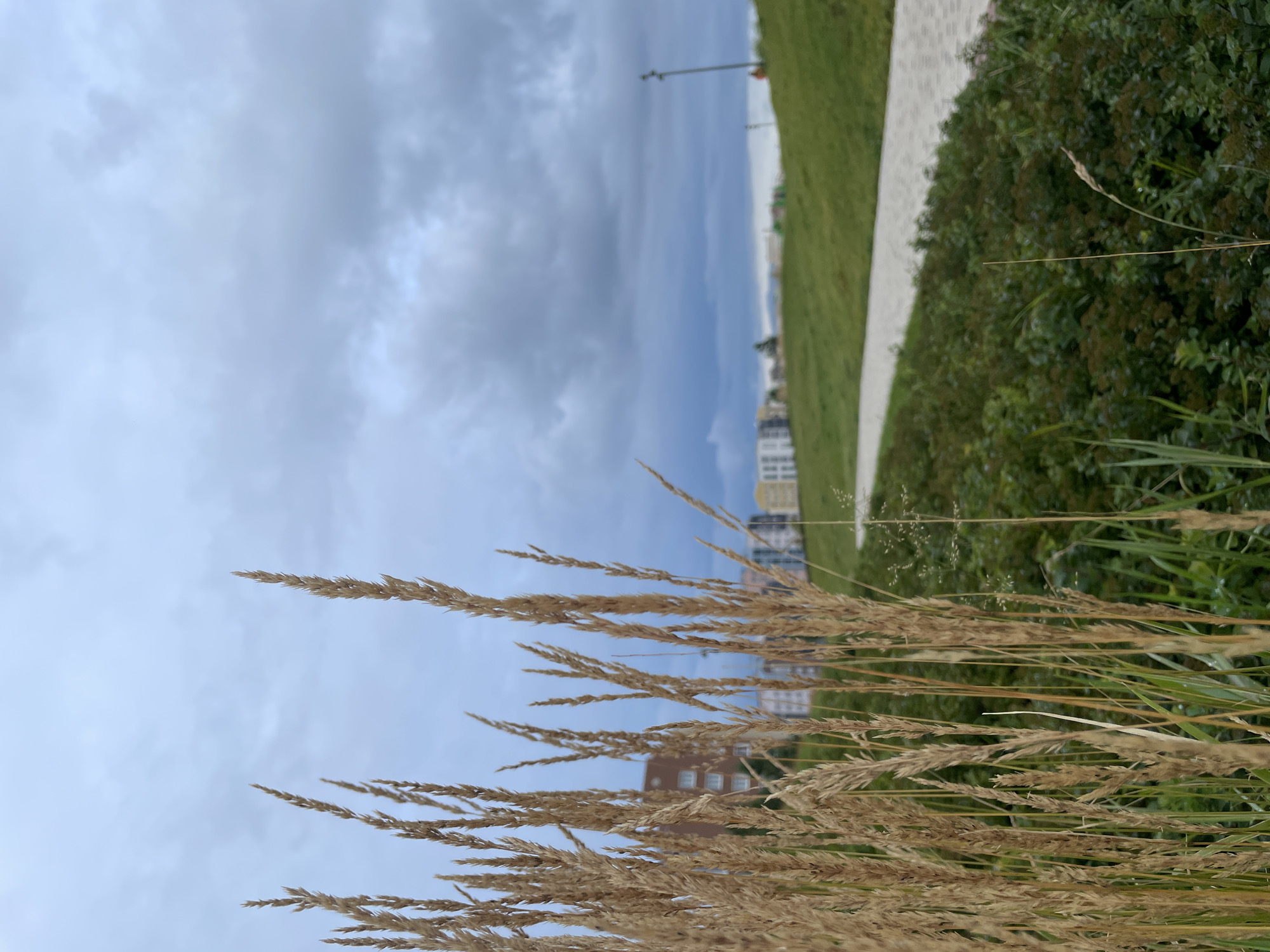 In the foreground of the image, tall, dry grass stalks dominate the left side, their dried seed heads reaching upwards. Behind the grass, a paved walkway curves gently to the right, bordered by lush green grass on either side. In the background, apartment buildings with various colored facades are visible, suggesting an urban or suburban setting. The sky above is overcast with dark, heavy clouds. The image appears to be taken outdoors in a park-like setting within the city of Pervomaysky, Russia. There are no people visible in the frame.
