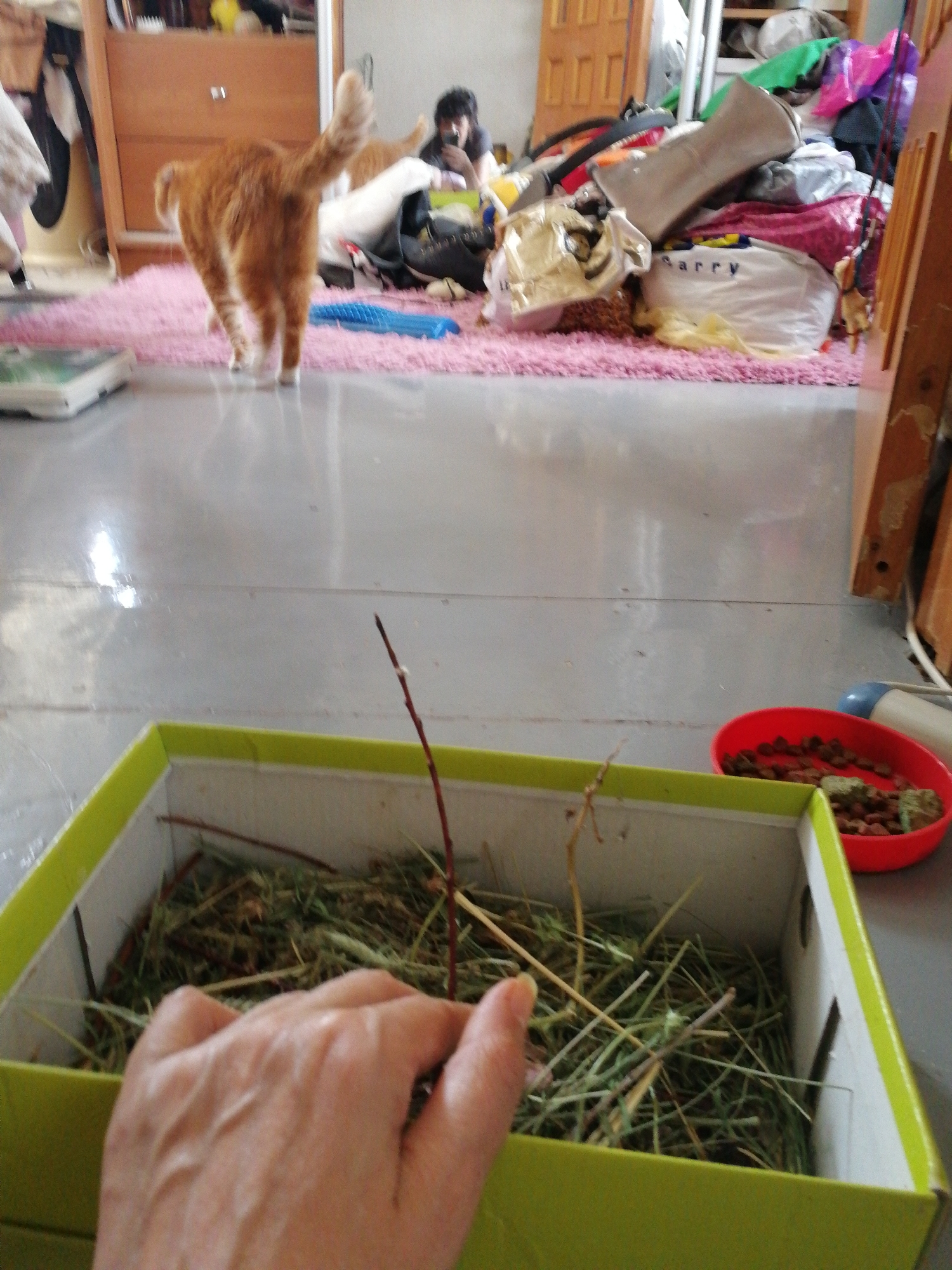 The image depicts an indoor scene, likely a room in a residential apartment in Volzhsky, Russia. In the foreground, a light green cardboard box is filled with dried grass and twigs. A human hand is visible, appearing to be interacting with the contents of the box. To the right of the box, a red bowl contains small, brown, dry food pellets. In the middle ground, an orange tabby cat is seen from behind, standing on a pink rug. The cat's tail is raised. Further back, a person is partially visible, holding a mobile phone. The background shows a cluttered area with various items including bags, clothing, and furniture, suggesting a somewhat disorganized living space. The lighting appears to be natural, coming from a window or overhead light source, casting reflections on the floor.