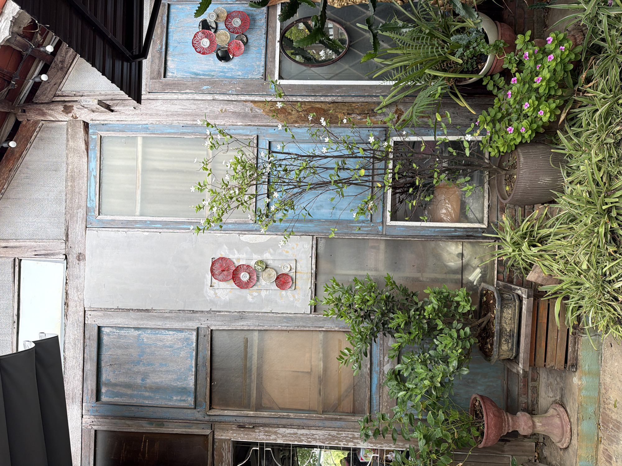 The image depicts an outdoor scene with a rustic wall constructed from weathered wooden panels and glass panes, possibly part of a building or a garden wall. The wall features various sections with peeling blue paint, aged wood grain, and some frosted or discolored glass. Decorative elements are present, including a vertical arrangement of red and gold circular metal ornaments on one section of the wall, and a circular mirror with a dark frame on another.
Several potted plants are arranged in front of the wall, creating a lush, green foreground. To the left, a plant in a tall, reddish-brown terracotta pot stands on a step. Beside it, a bonsai-like tree in an ornate, dark pot rests on a wooden crate. A tall, slender plant with small white flowers is positioned centrally, in a ribbed brown pot. To the right, a large potted plant with spiky, green foliage is visible, as well as a smaller potted plant with vibrant pink flowers.
The overall aesthetic is one of weathered charm and a blend of natural and recycled materials. The setting appears to be a courtyard or an outdoor seating area, possibly at a cafe or shop, given the presence of what looks like an awning or umbrella partially visible at the top left and top right of the image. The lighting suggests it is daytime, with diffused light. While the image strongly evokes the atmosphere of Hoi An, Vietnam, with its characteristic aged architecture and abundant greenery, the exact location within Hoi An cannot be definitively determined from the visual information alone. No people are visible in the frame.