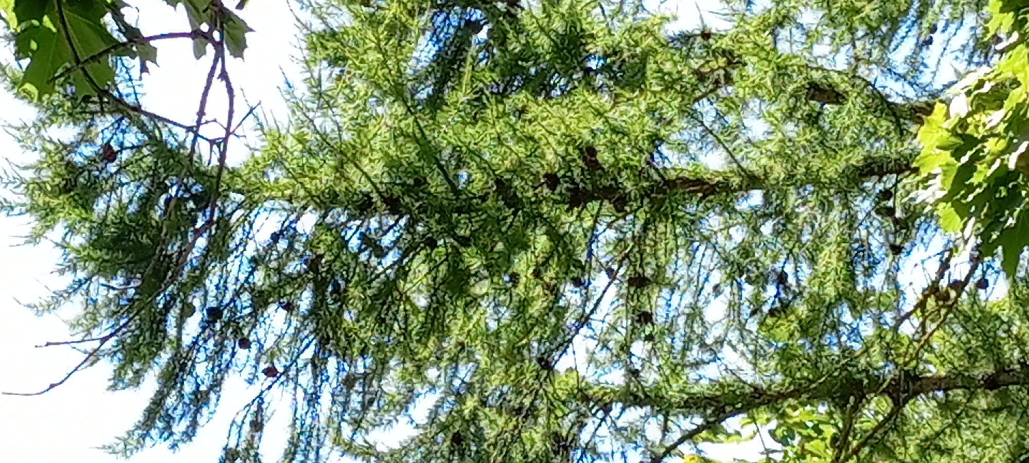 The image shows a close-up view looking up through the branches of a tree, likely a coniferous tree with feathery needles, possibly a larch. The branches are laden with small, dark pinecones. The background is a bright sky with some patches of blue, suggesting it is daytime. The lighting indicates sunlight filtering through the foliage, creating a dappled effect. The leaves of another deciduous tree are visible in the upper left and far right corners, indicating the presence of mixed vegetation. There are no people or animals visible in the image. The scene is one of natural foliage and is not specific to any urban environment like Kirsanov, Russia, beyond the potential of such trees to exist there.