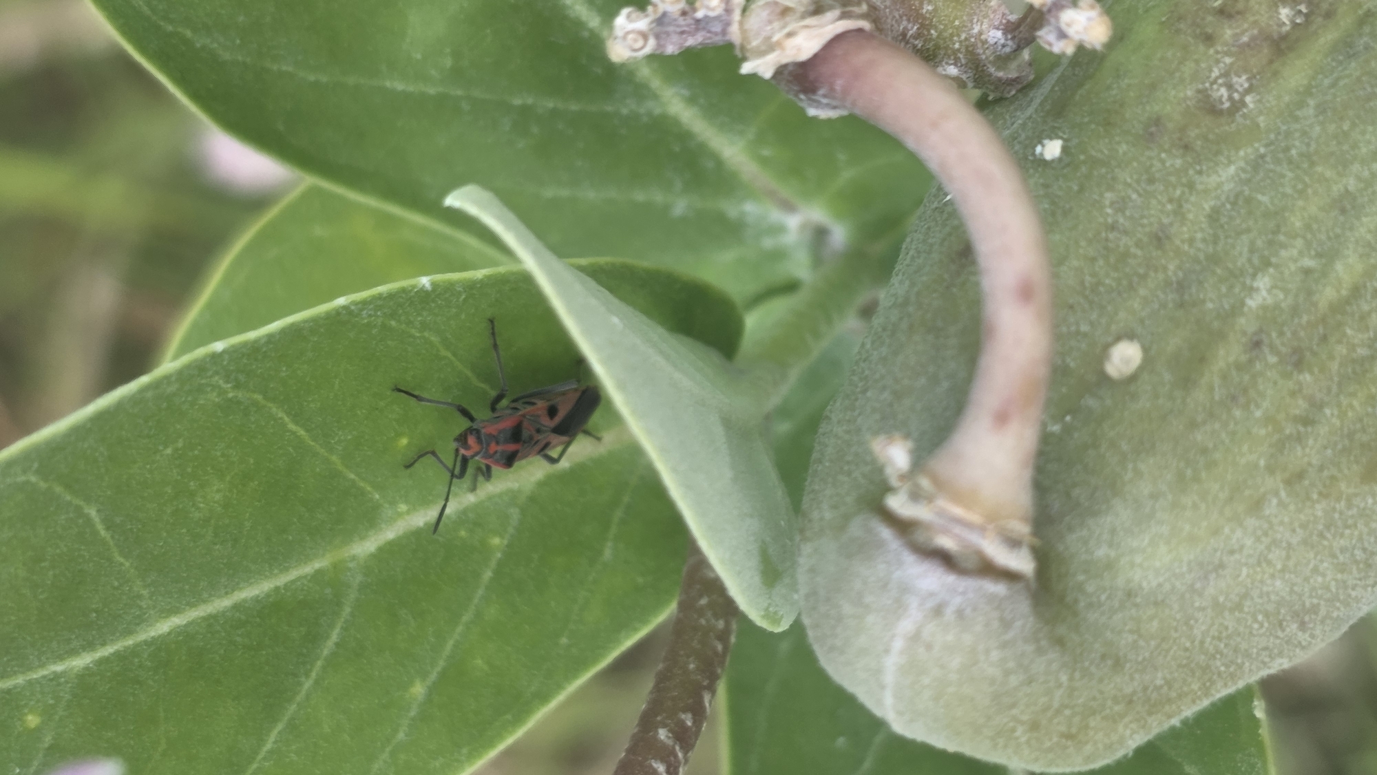 A red and black bug rests on a green leaf. The leaf is part of a larger plant, with other leaves and a stem visible. The setting suggests an outdoor environment, possibly a garden or natural area. The image lacks any identifying characteristics of the city of Lhokseumawe, Indonesia. The photo does not provide any forensic information.