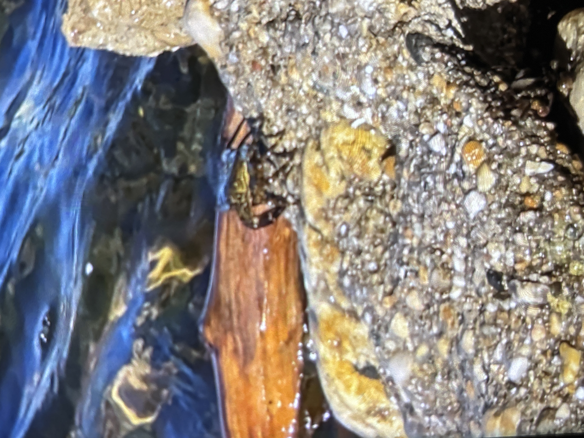 The image presents a close-up, high-angle view of a natural waterside environment, likely a stream or small river. The left side of the frame is dominated by flowing, blue-tinted water, showing ripples and surface reflections that suggest movement. A piece of reddish-brown wood or bark, partially submerged, angles from the lower left towards the center, resting against the bank.
The right and upper portions of the image feature a rocky bank composed of numerous small, irregularly shaped pebbles and larger stones. These range in color from light grey and white to earthy browns and yellows, with some appearing wet, indicating their proximity to or immersion in the water.
A notable subject is a small, dark-bodied, multi-legged arthropod, possibly a spider or an aquatic insect, positioned on the rocky bank near the waterline, just above the piece of wood. It appears to be stationary on the rough surface.
The lighting indicates daytime conditions, with bright reflections on the water and varied illumination on the rocks. There is no visible text or identifiable human presence. The scene depicts a serene natural setting, consistent with an outdoor location such as a waterway in or around Wolverhampton, United Kingdom.