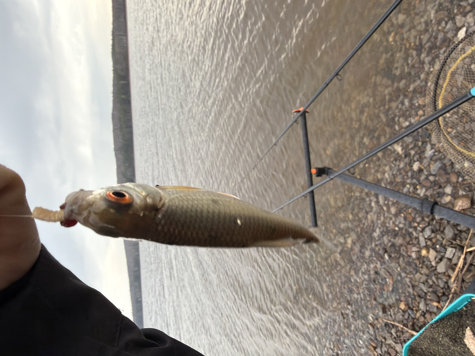 The image, taken in Chaykovsky, Russia, depicts an outdoor fishing scene from a low-angle perspective, with the original orientation being slightly askew. The central focus is a small, elongated fish, likely a freshwater species such as a roach, held horizontally by a person's hand on the left side of the frame. The fish has distinctive reddish-orange eyes, and a small, light-colored bait (resembling a maggot or grub) is visible on the hook near its mouth. The person holding the fish is wearing a dark, long-sleeved garment, with only their arm and hand partially visible.
In the background, a large body of water, likely a river or lake, spans across the scene, featuring ripples on its surface. The water reflects a bright, overcast sky, which extends to a faint, distant tree line or landmass along the horizon. The light suggests it is either an early morning, late afternoon, or a generally cloudy day.
To the right, fishing equipment is arranged on a rocky or gravelly shore. Multiple black fishing rods are visible, propped up on rests, with their tips extending towards the water. A portion of a landing net, characterized by a yellow-rimmed, dark mesh, rests on the shore in the lower right. Adjacent to it, a light blue container, potentially holding bait or groundbait, is partially visible. The overall scene captures a moment during a fishing excursion, showcasing a recent catch against the backdrop of a calm, overcast day. There is no visible text in the image.