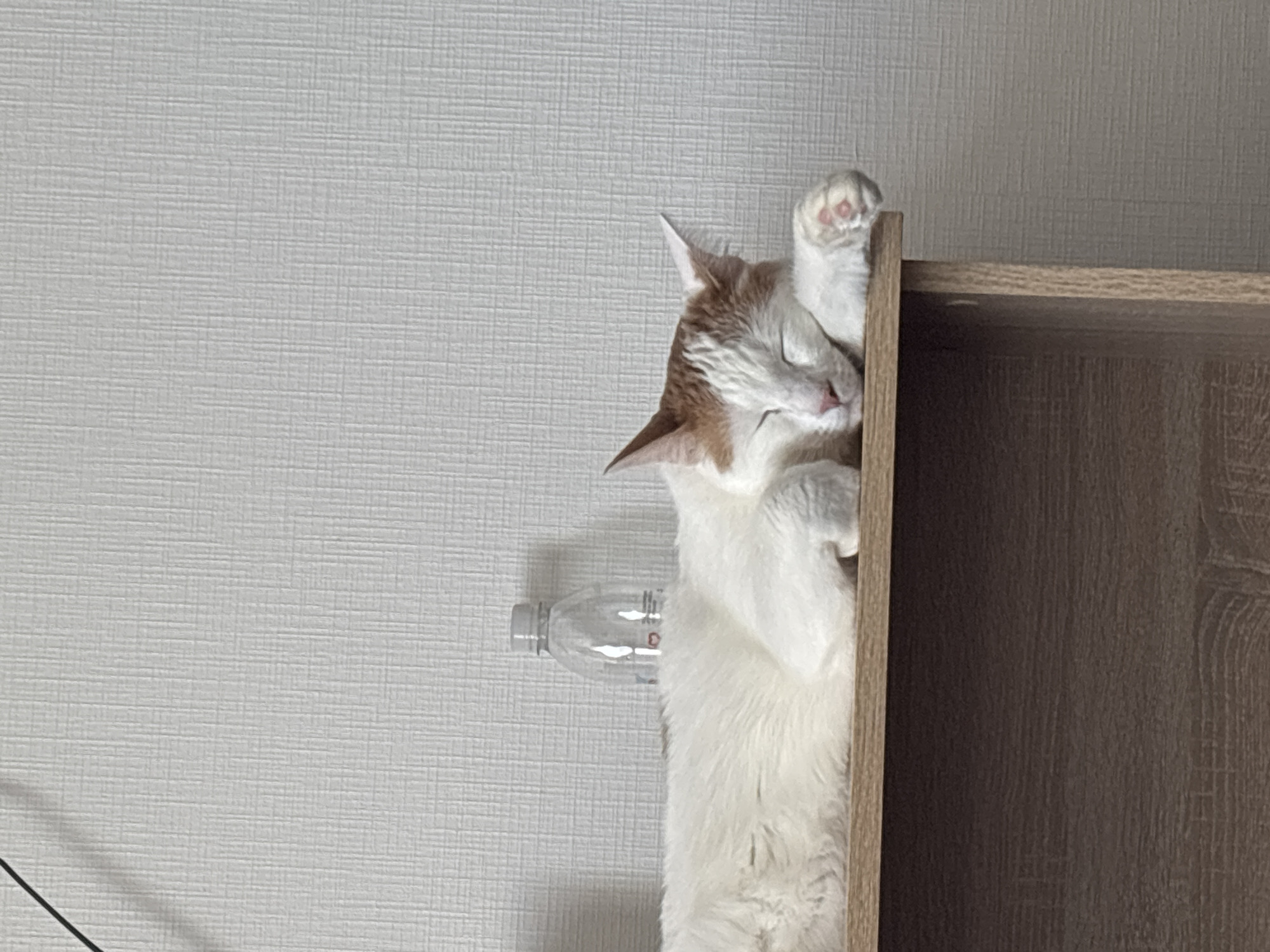 The image displays a domestic short-haired cat, primarily white with distinct ginger markings on its head and ears, sleeping on a light brown wooden surface. The cat is curled, with its eyes closed and its head resting on its front paws, revealing pink paw pads on its left foot. Behind the cat, a small, clear plastic bottle containing a transparent liquid stands on the same wooden surface. The bottle features a light grey screw cap and bears a small red heart icon alongside indistinct dark characters on its side. The background is a light-colored wall exhibiting a uniform, fine grid-like texture, suggesting wallpaper or plaster. A thin black cable is visible in the upper left corner of the frame, casting a faint shadow on the textured wall. The scene is an indoor environment, specifically a wooden shelf or tabletop.