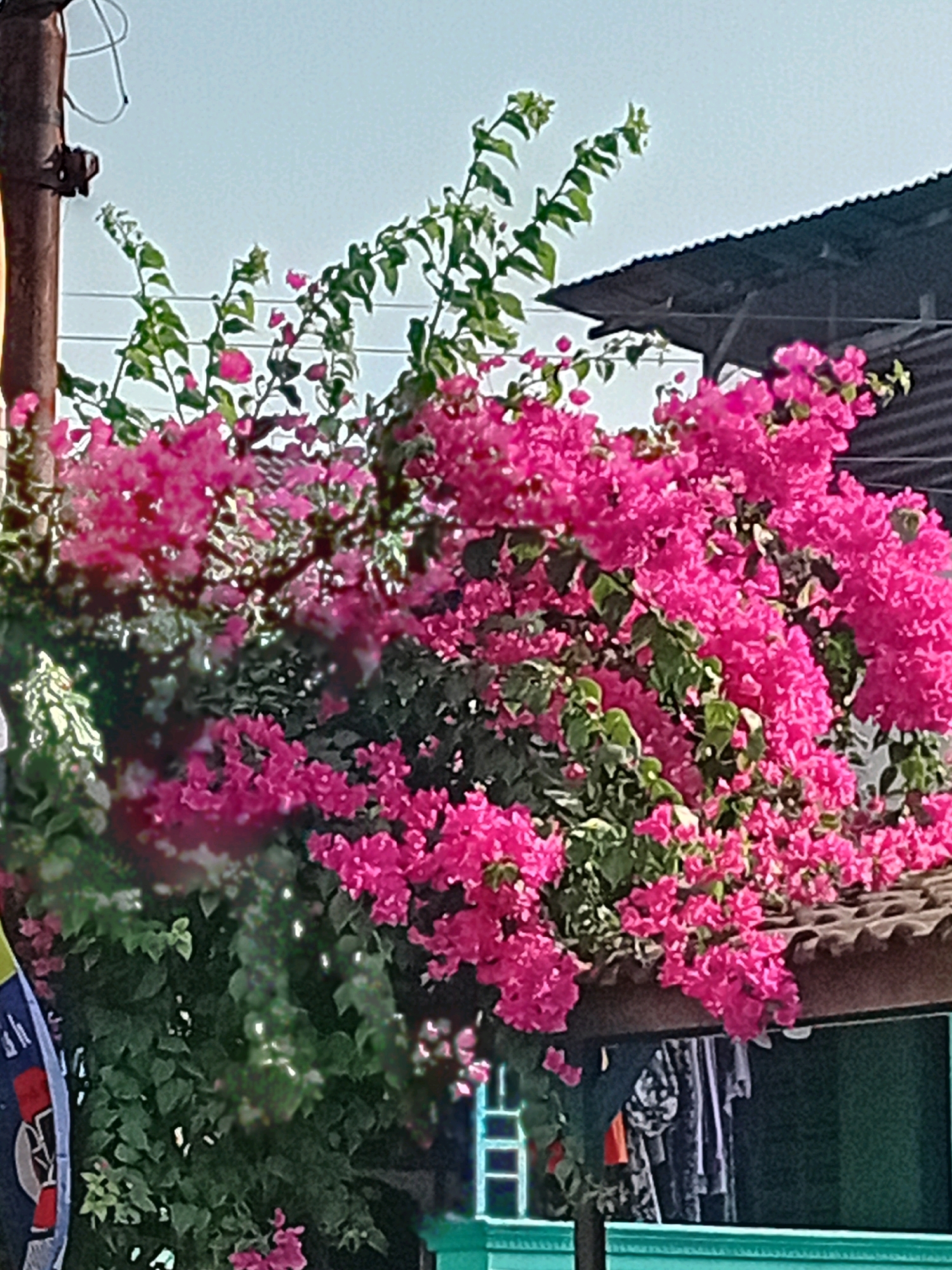 A medium shot captures a vibrant cluster of bright pink bougainvillea flowers cascading over the edge of a dark, corrugated metal roof. The flowers are abundant, with some branches extending upwards, revealing green leaves. To the left, a rusty, weathered utility pole stands prominently, with a wire attached. The background shows a hazy, light blue sky and hints of buildings. Below the roofline, a dark green structure is visible, with some clothing items hanging behind a dark opening. The scene appears to be set outdoors in a residential area. The location is identified as Loram Kulon, Indonesia.